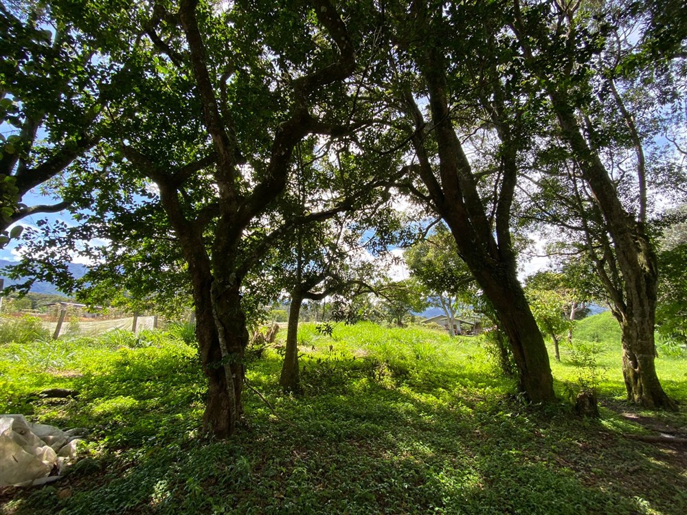 Sold by Casa Solution! Gorgeous Building Site with Trees for Sale in Volcancito, Boquete, Chiriqui Province photo 11
