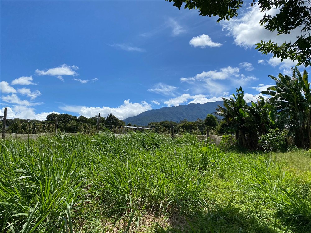 Sold by Casa Solution! Gorgeous Building Site with Trees for Sale in Volcancito, Boquete, Chiriqui Province photo 2