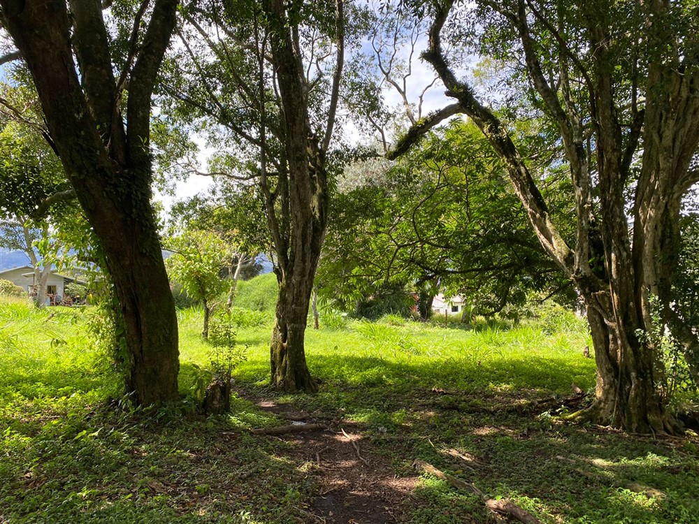 Sold by Casa Solution! Gorgeous Building Site with Trees for Sale in Volcancito, Boquete, Chiriqui Province photo 4