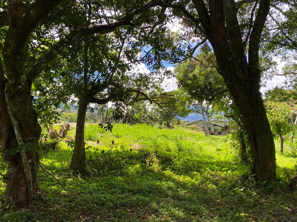 Sold by Casa Solution! Gorgeous Building Site with Trees for Sale in Volcancito, Boquete, Chiriqui Province photo 5