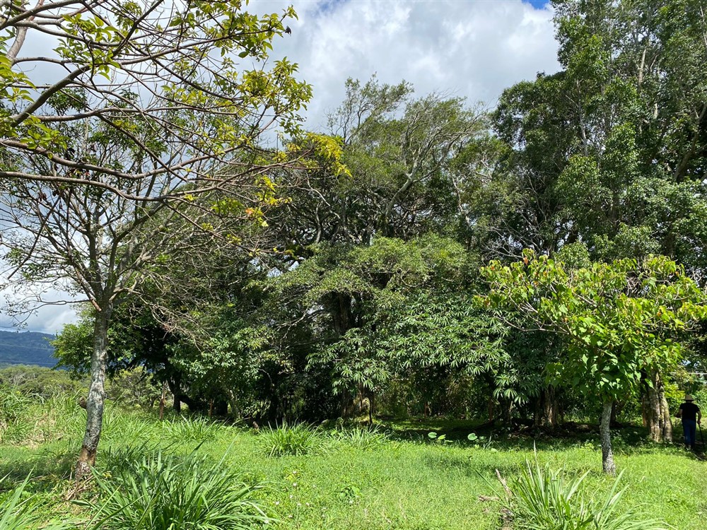Sold by Casa Solution! Gorgeous Building Site with Trees for Sale in Volcancito, Boquete, Chiriqui Province photo 6