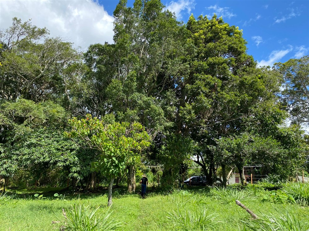 Sold by Casa Solution! Gorgeous Building Site with Trees for Sale in Volcancito, Boquete, Chiriqui Province photo 7