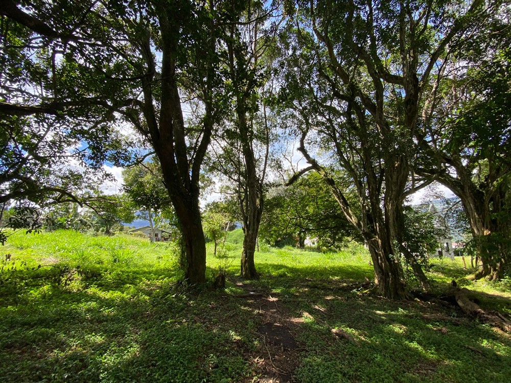 Sold by Casa Solution! Gorgeous Building Site with Trees for Sale in Volcancito, Boquete, Chiriqui Province photo 8