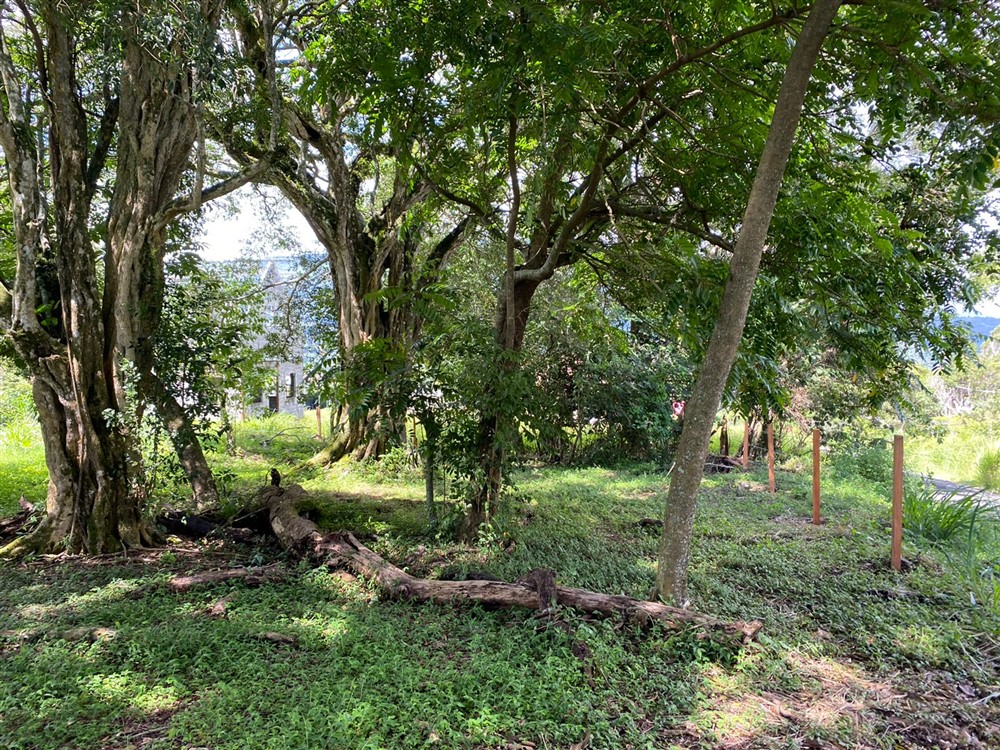 Sold by Casa Solution! Gorgeous Building Site with Trees for Sale in Volcancito, Boquete, Chiriqui Province photo 9