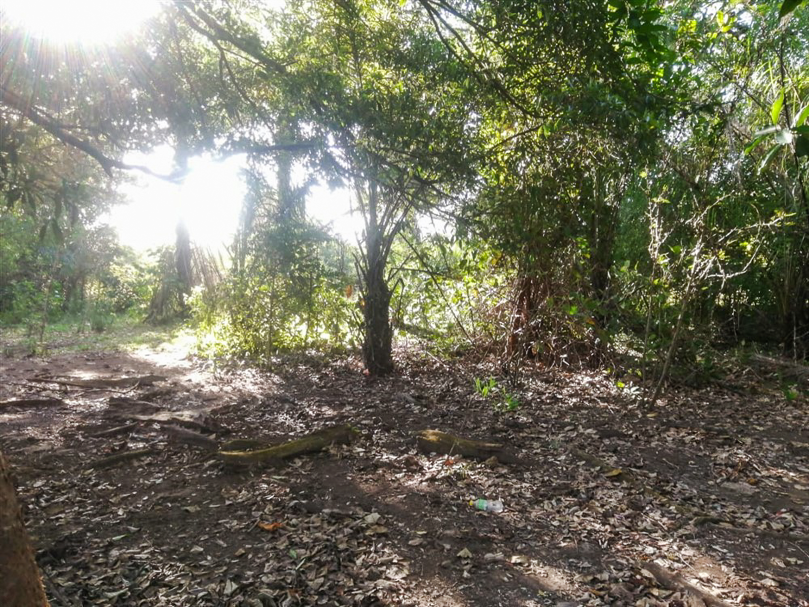Stunning Nearly 62 Lush Acres with Mostly Flat Terrain and Natural Beauty in Cochea, David photo 11