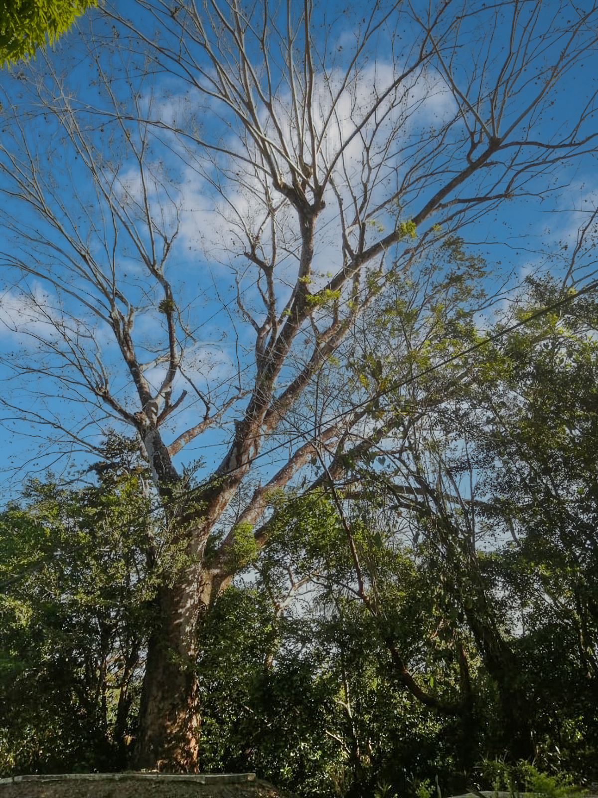 Stunning Nearly 62 Lush Acres with Mostly Flat Terrain and Natural Beauty in Cochea, David photo 4