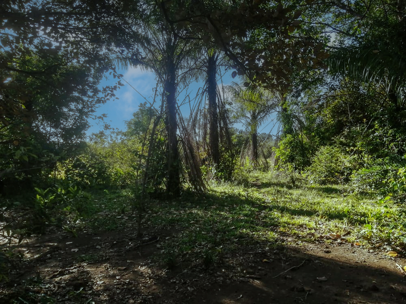 Stunning Nearly 62 Lush Acres with Mostly Flat Terrain and Natural Beauty in Cochea, David photo 5