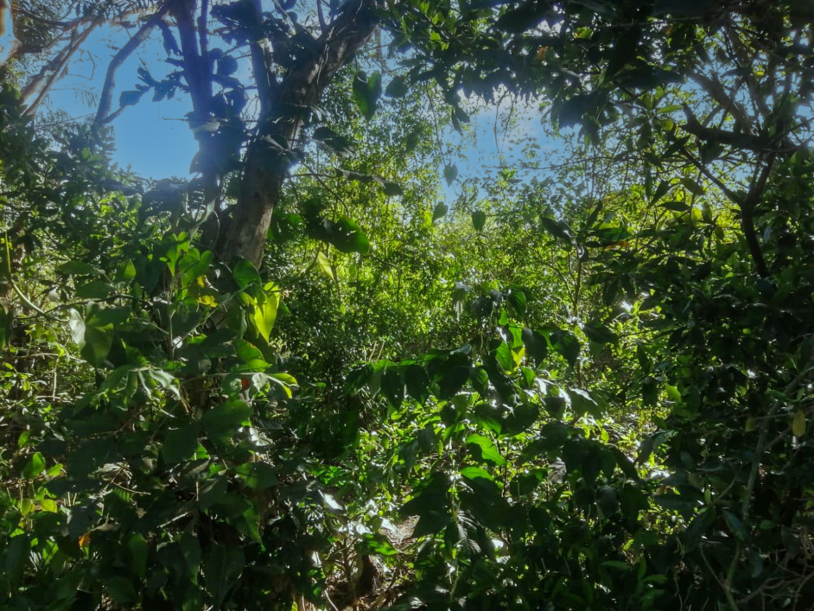 Stunning Nearly 62 Lush Acres with Mostly Flat Terrain and Natural Beauty in Cochea, David photo 6