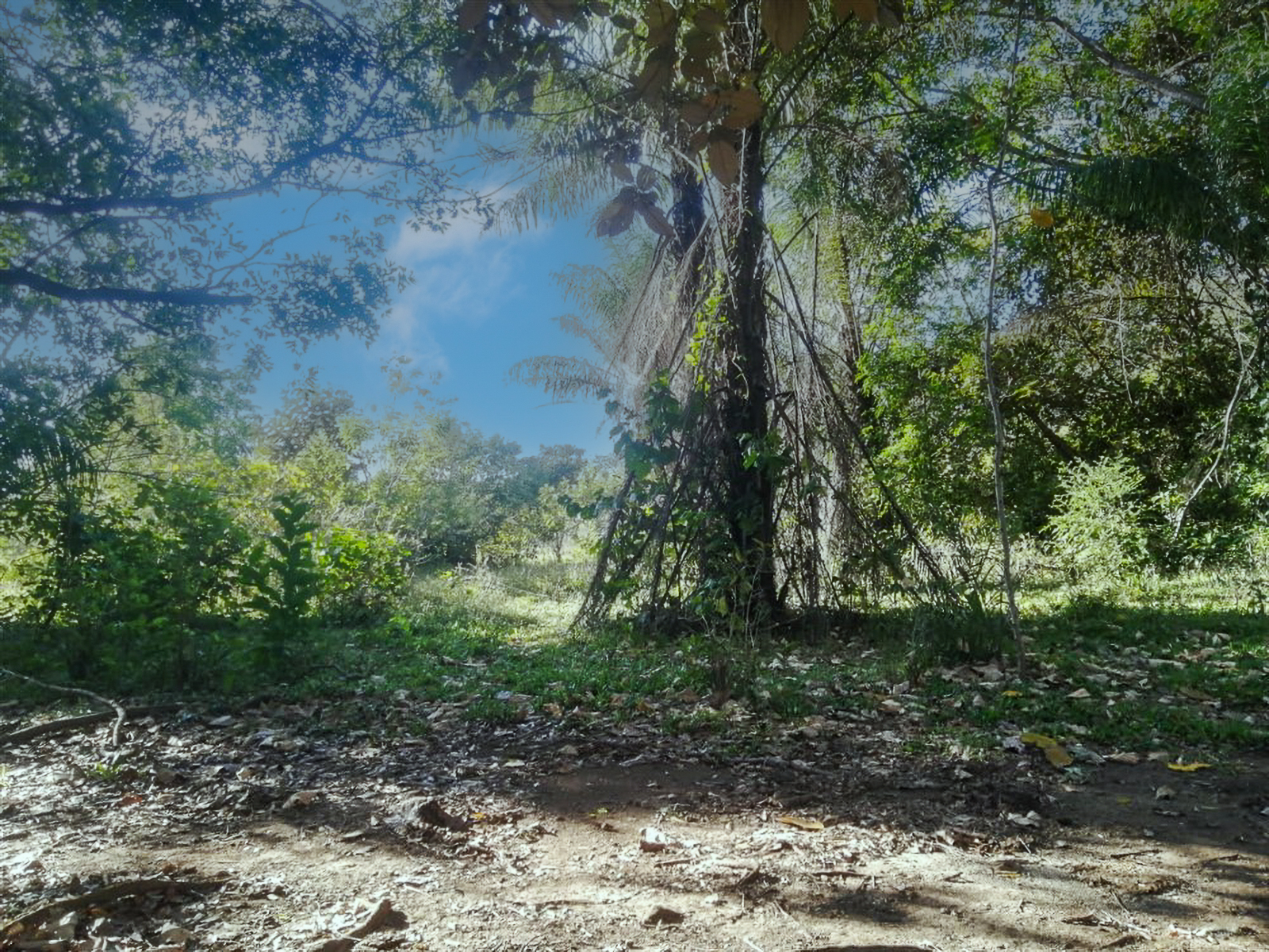 Stunning Nearly 62 Lush Acres with Mostly Flat Terrain and Natural Beauty in Cochea, David photo 7