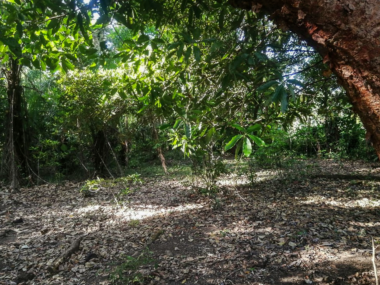 Stunning Nearly 62 Lush Acres with Mostly Flat Terrain and Natural Beauty in Cochea, David photo 9