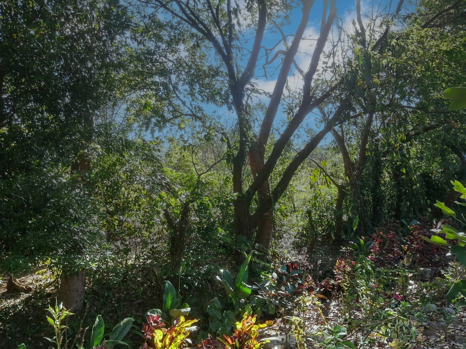 Stunning Nearly 62 Lush Acres with Mostly Flat Terrain and Natural Beauty in Cochea, David photo 10