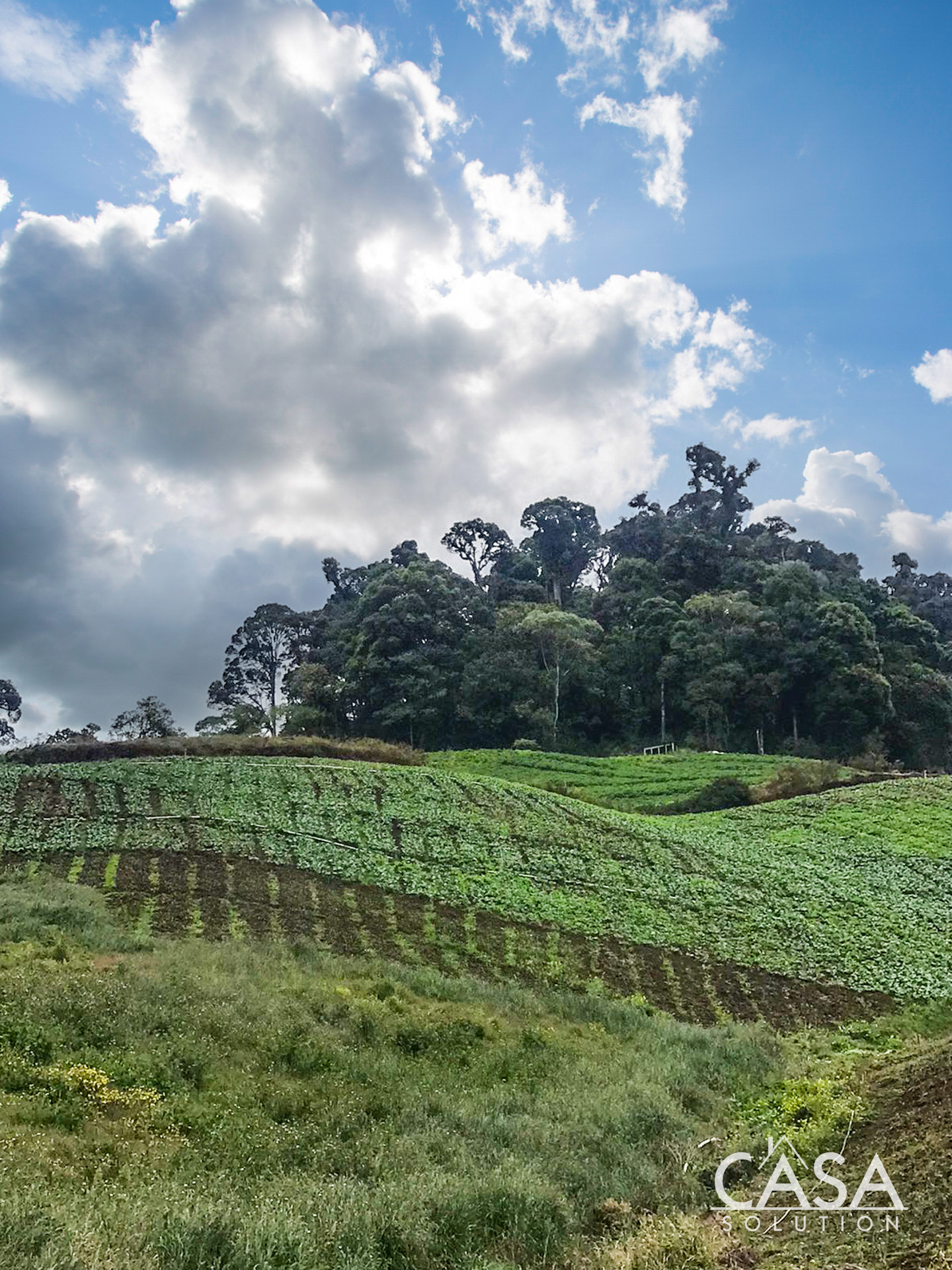 Price Reduction! Huge 20-Acre Agricultural or EcoTourism Lot Near the Entrance of La Amistad International Park Entrance in Las Nubes, Cerro Punta, Chiriqui photo 3