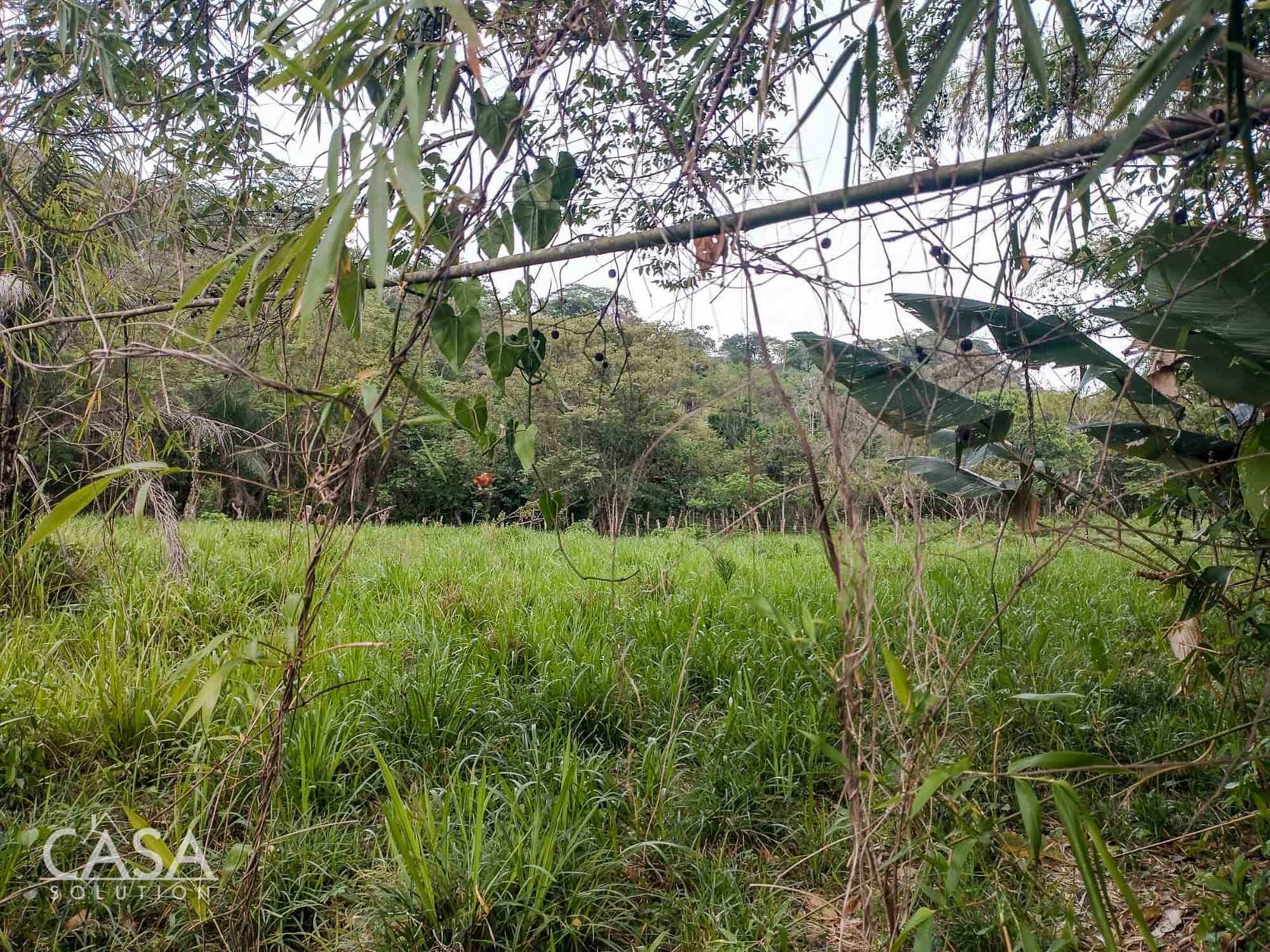 Price Reduction! Serene Paradise: A 3-hectare Diverse Property for Sale in San Carlos, David with Forest, Streams & Mountain Views photo 2
