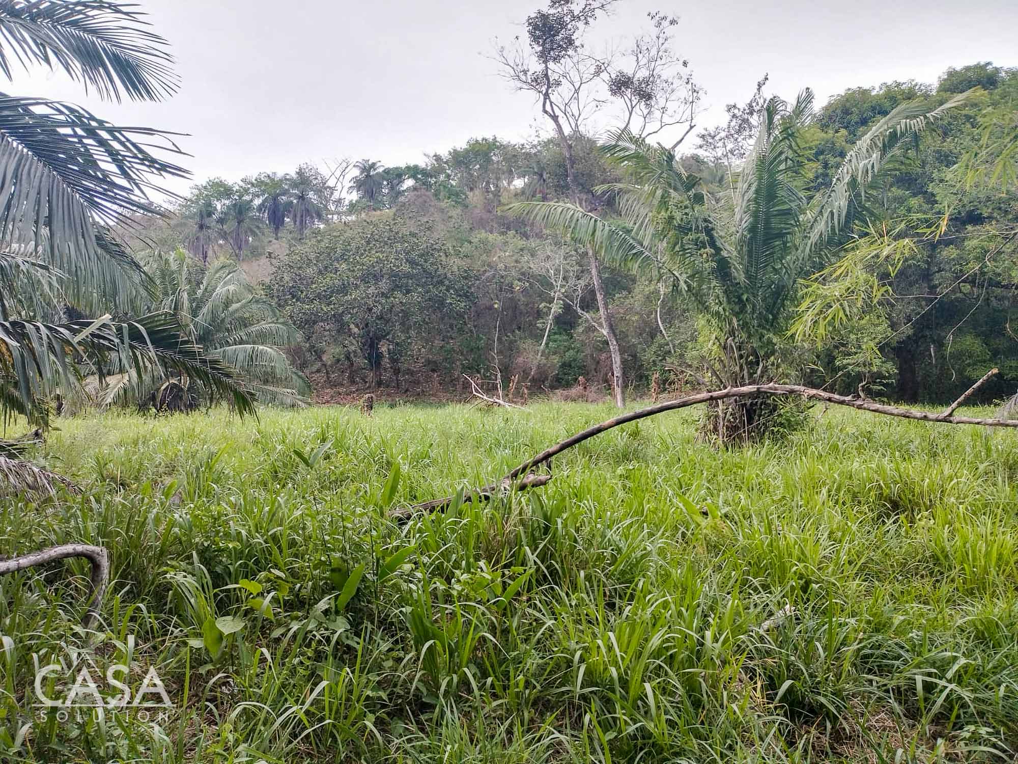 Price Reduction! Serene Paradise: A 3-hectare Diverse Property for Sale in San Carlos, David with Forest, Streams & Mountain Views photo 3
