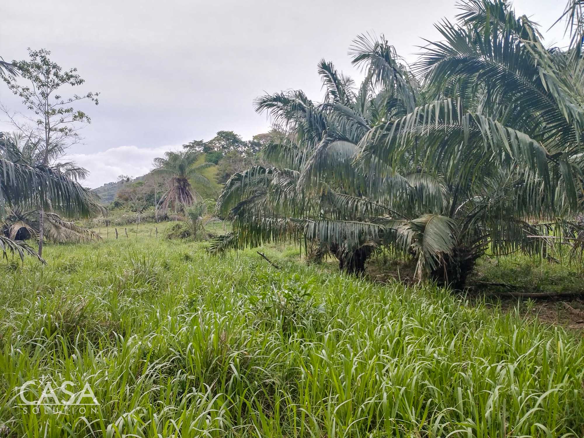 Price Reduction! Serene Paradise: A 3-hectare Diverse Property for Sale in San Carlos, David with Forest, Streams & Mountain Views photo 4