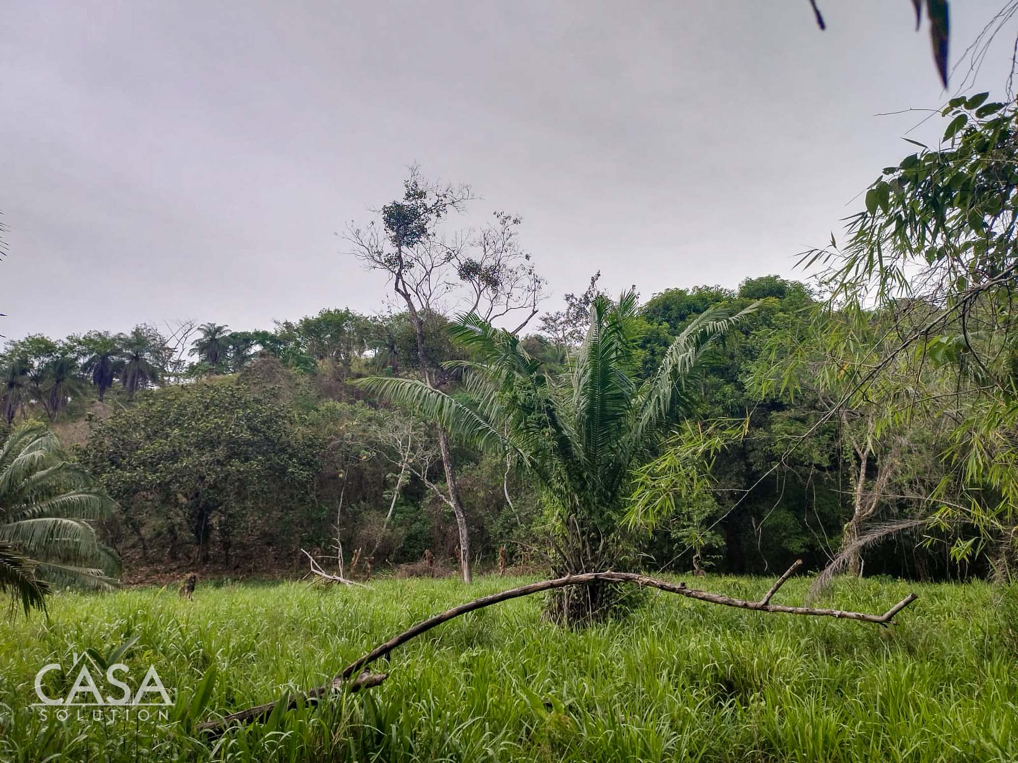 Price Reduction! Serene Paradise: A 3-hectare Diverse Property for Sale in San Carlos, David with Forest, Streams & Mountain Views photo 5
