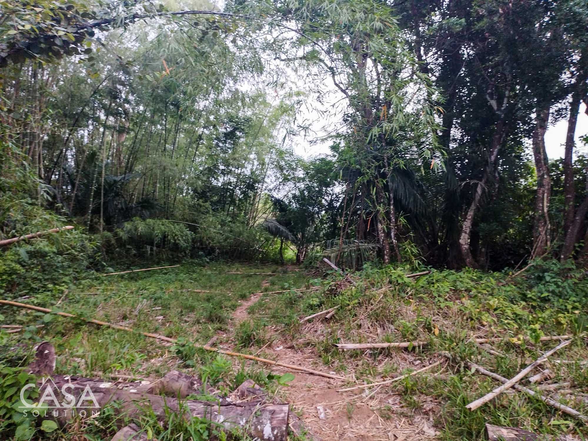 Price Reduction! Serene Paradise: A 3-hectare Diverse Property for Sale in San Carlos, David with Forest, Streams & Mountain Views photo 6