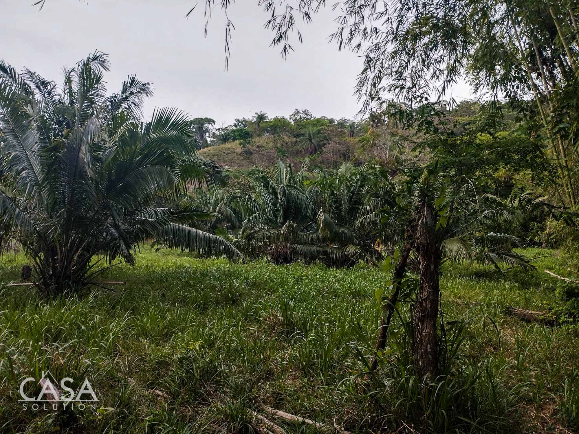 Price Reduction! Serene Paradise: A 3-hectare Diverse Property for Sale in San Carlos, David with Forest, Streams & Mountain Views photo 7