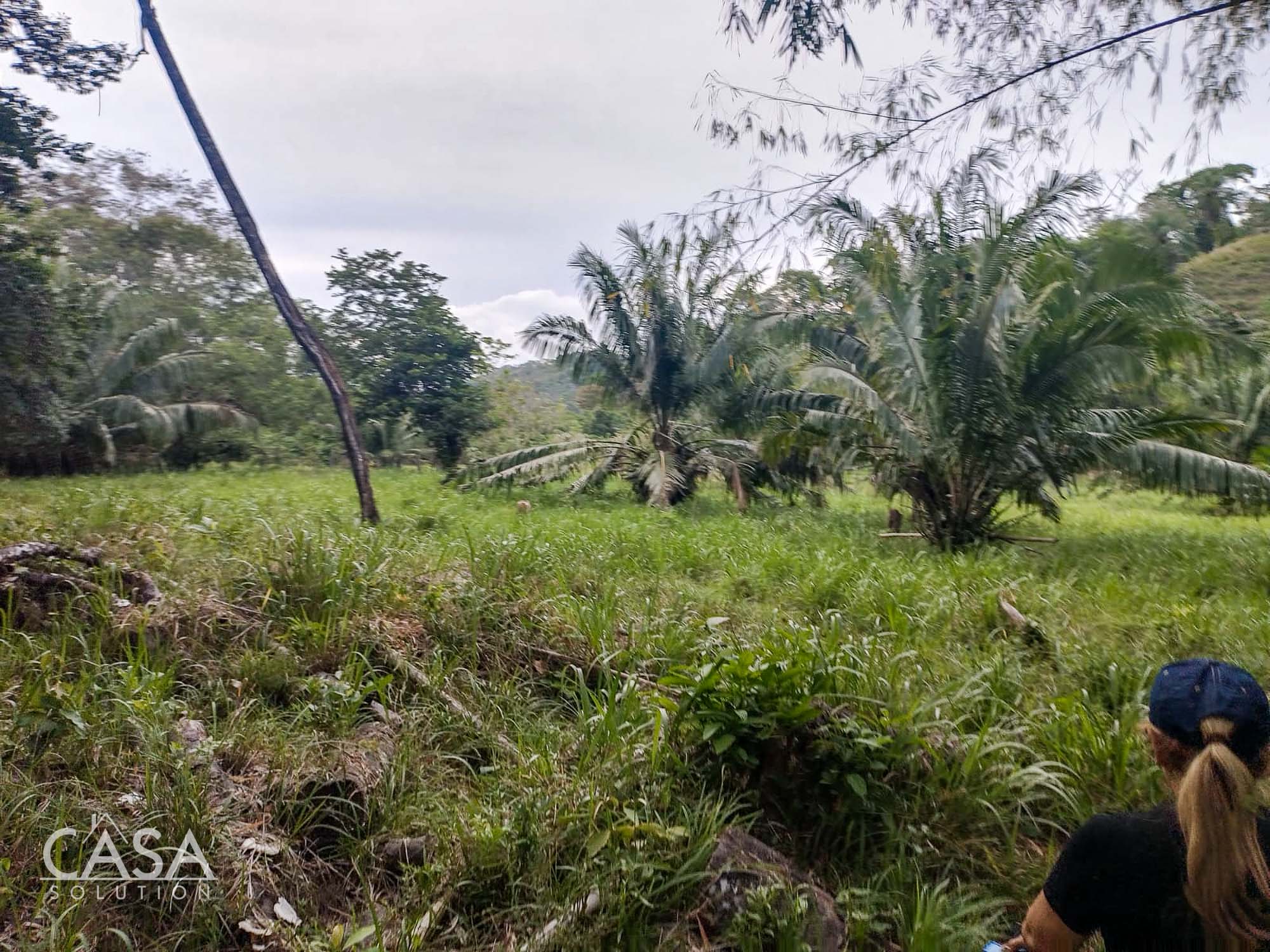 Price Reduction! Serene Paradise: A 3-hectare Diverse Property for Sale in San Carlos, David with Forest, Streams & Mountain Views photo 8