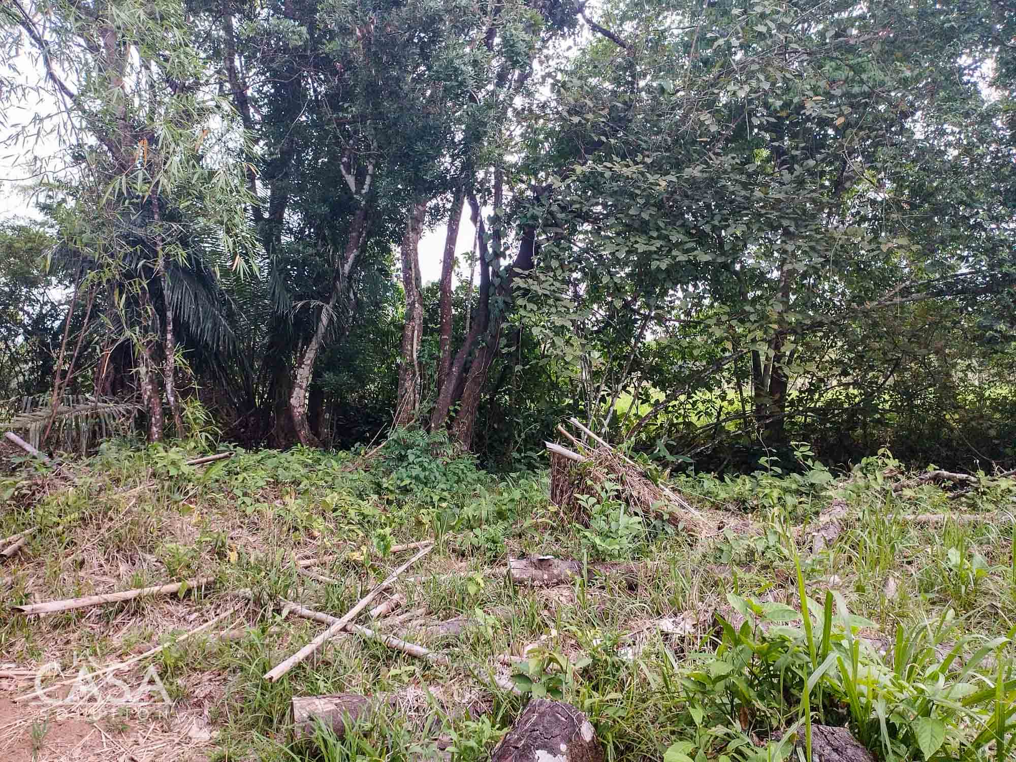 Price Reduction! Serene Paradise: A 3-hectare Diverse Property for Sale in San Carlos, David with Forest, Streams & Mountain Views photo 9