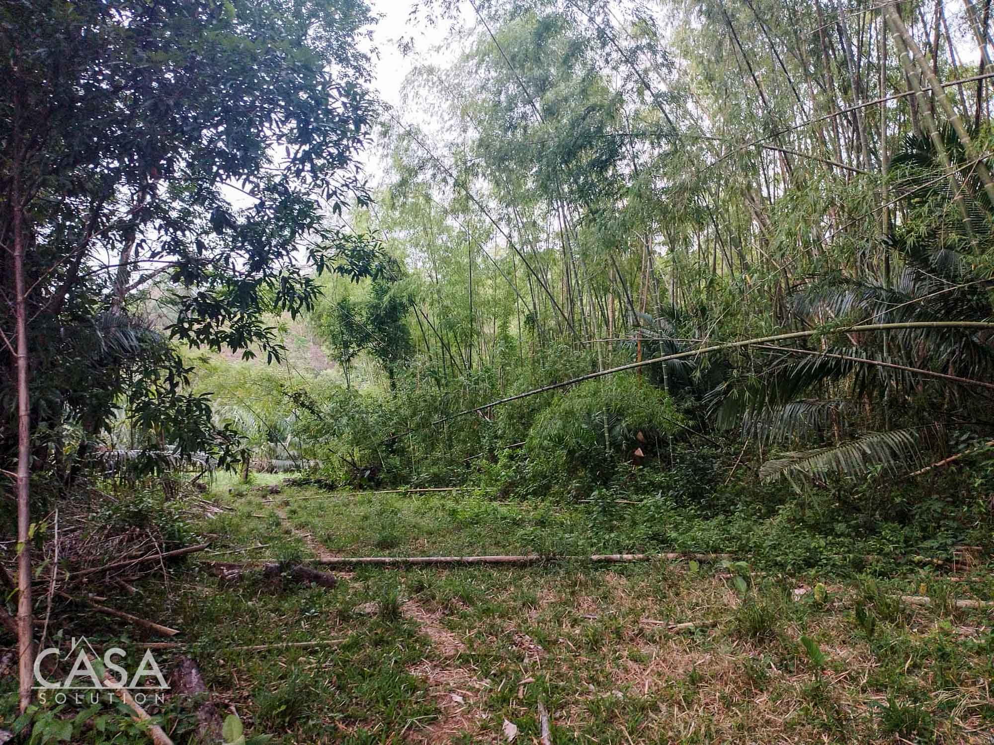 Price Reduction! Serene Paradise: A 3-hectare Diverse Property for Sale in San Carlos, David with Forest, Streams & Mountain Views photo 10
