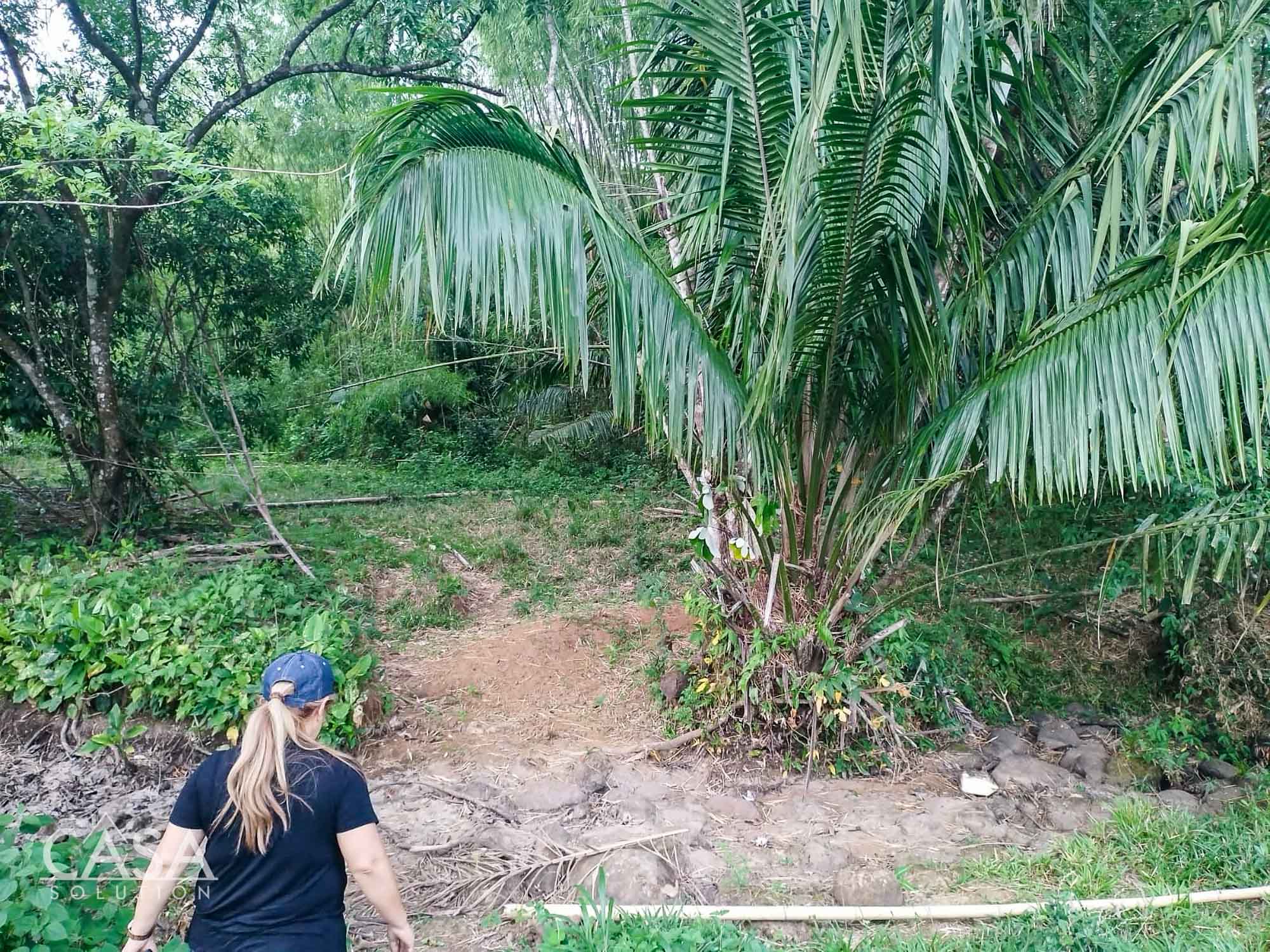 Price Reduction! Serene Paradise: A 3-hectare Diverse Property for Sale in San Carlos, David with Forest, Streams & Mountain Views photo 11