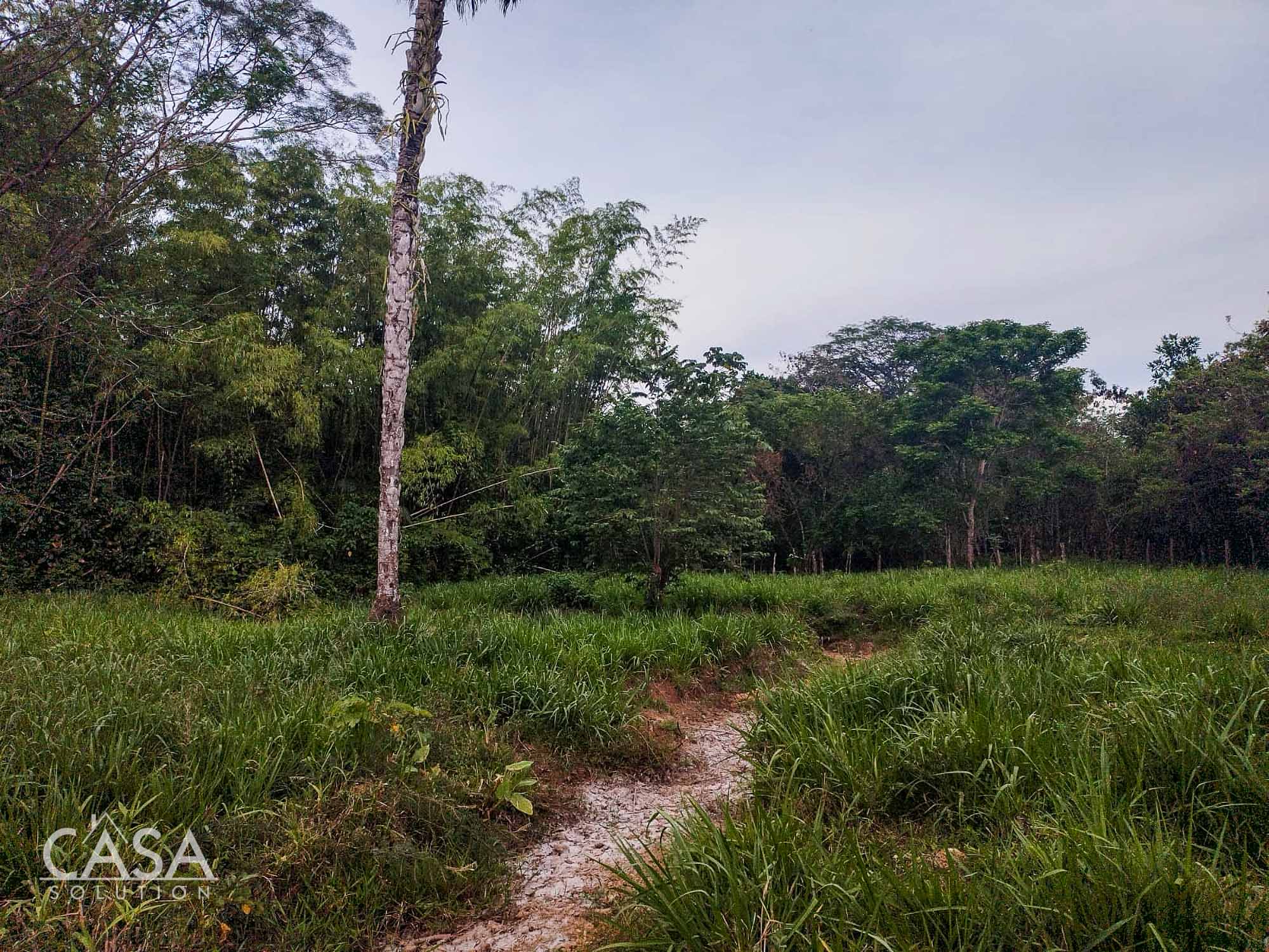 Price Reduction! Serene Paradise: A 3-hectare Diverse Property for Sale in San Carlos, David with Forest, Streams & Mountain Views photo 12