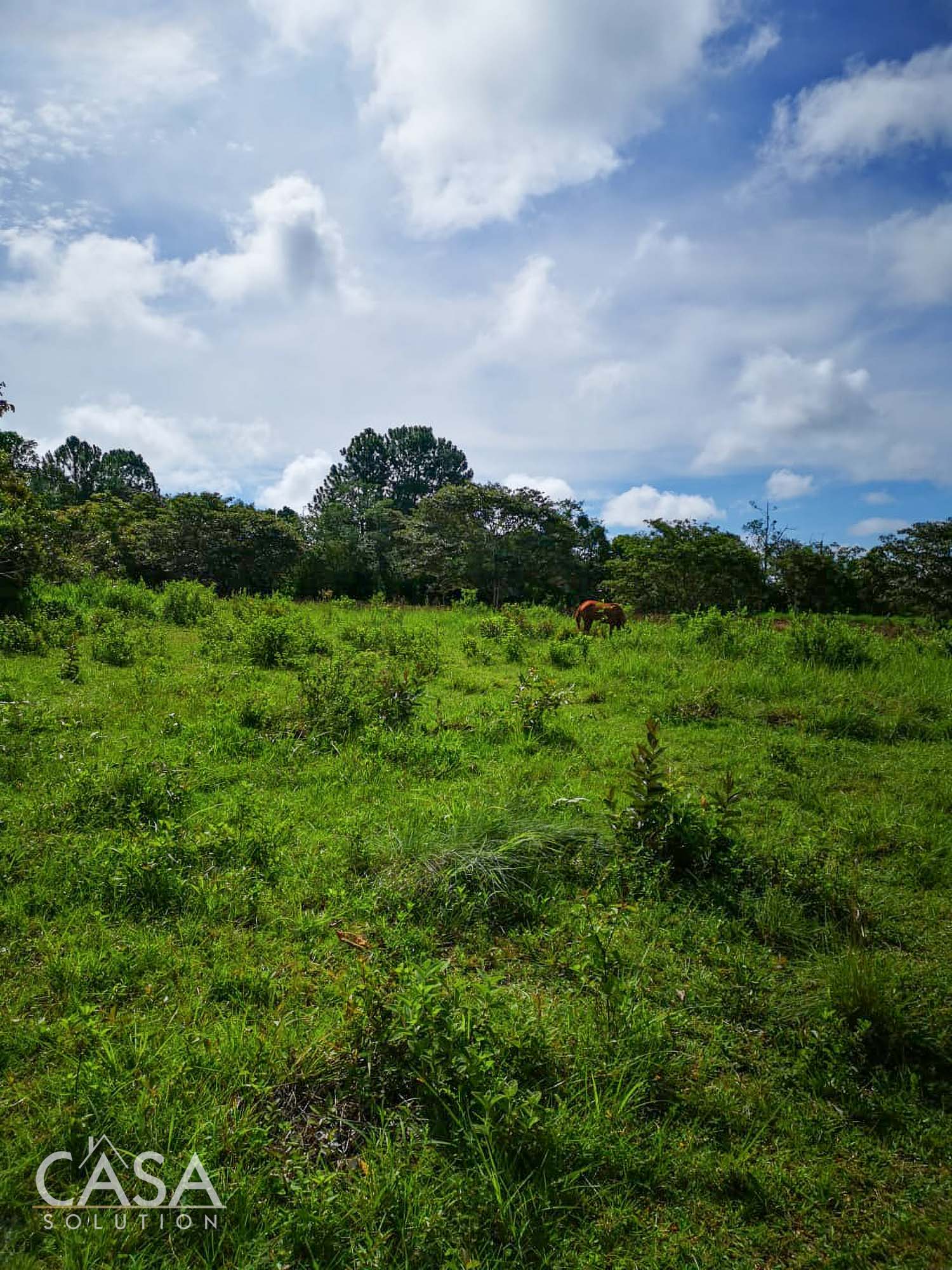 Off Market by Owner - Lovely Flat Lot of 1.6 AC with Seasonal Stream & Mountain Views for Sale in Potrerillos, Dolega, Chiriquí photo 2