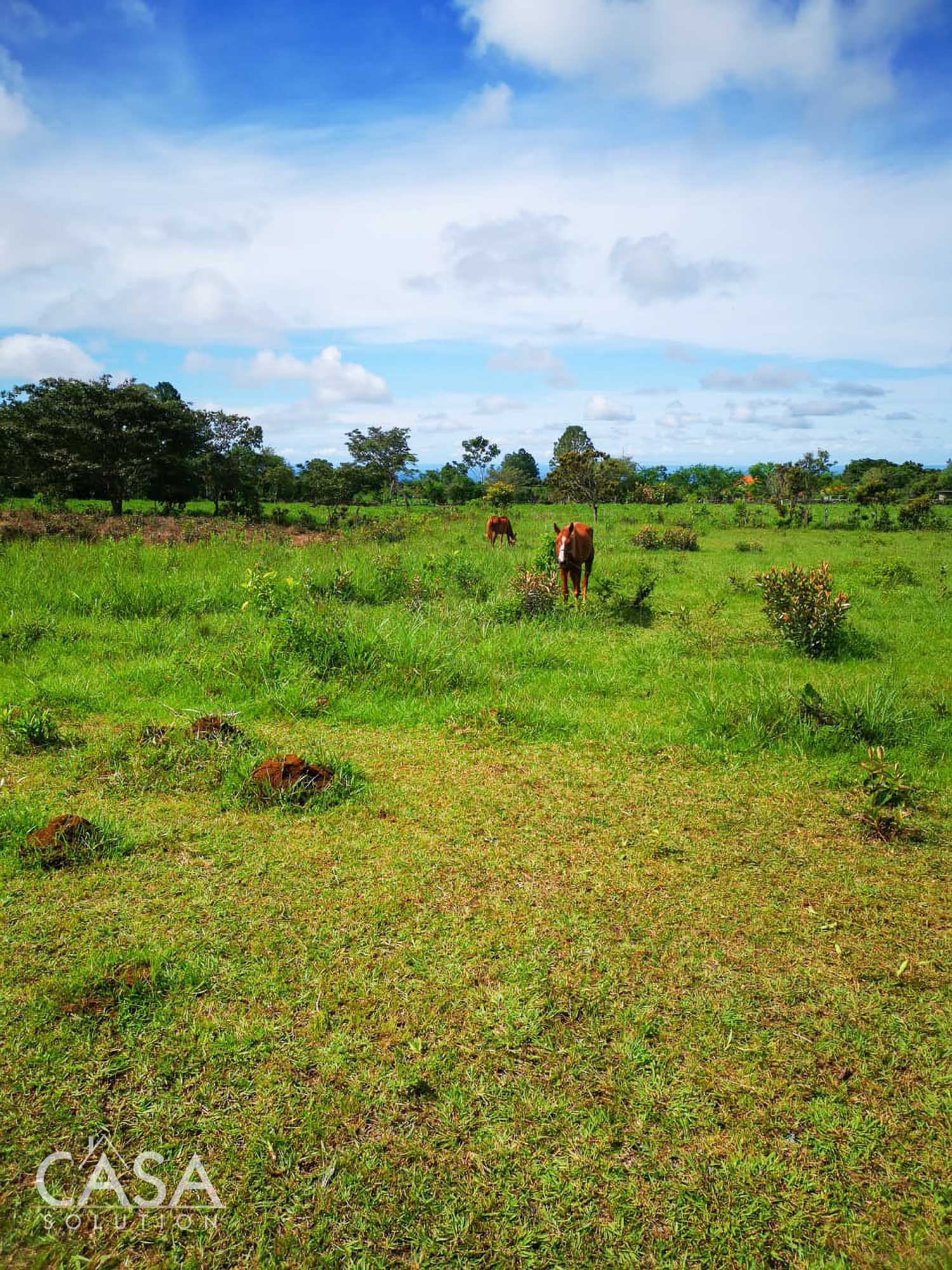 Off Market by Owner - Lovely Flat Lot of 1.6 AC with Seasonal Stream & Mountain Views for Sale in Potrerillos, Dolega, Chiriquí photo 6