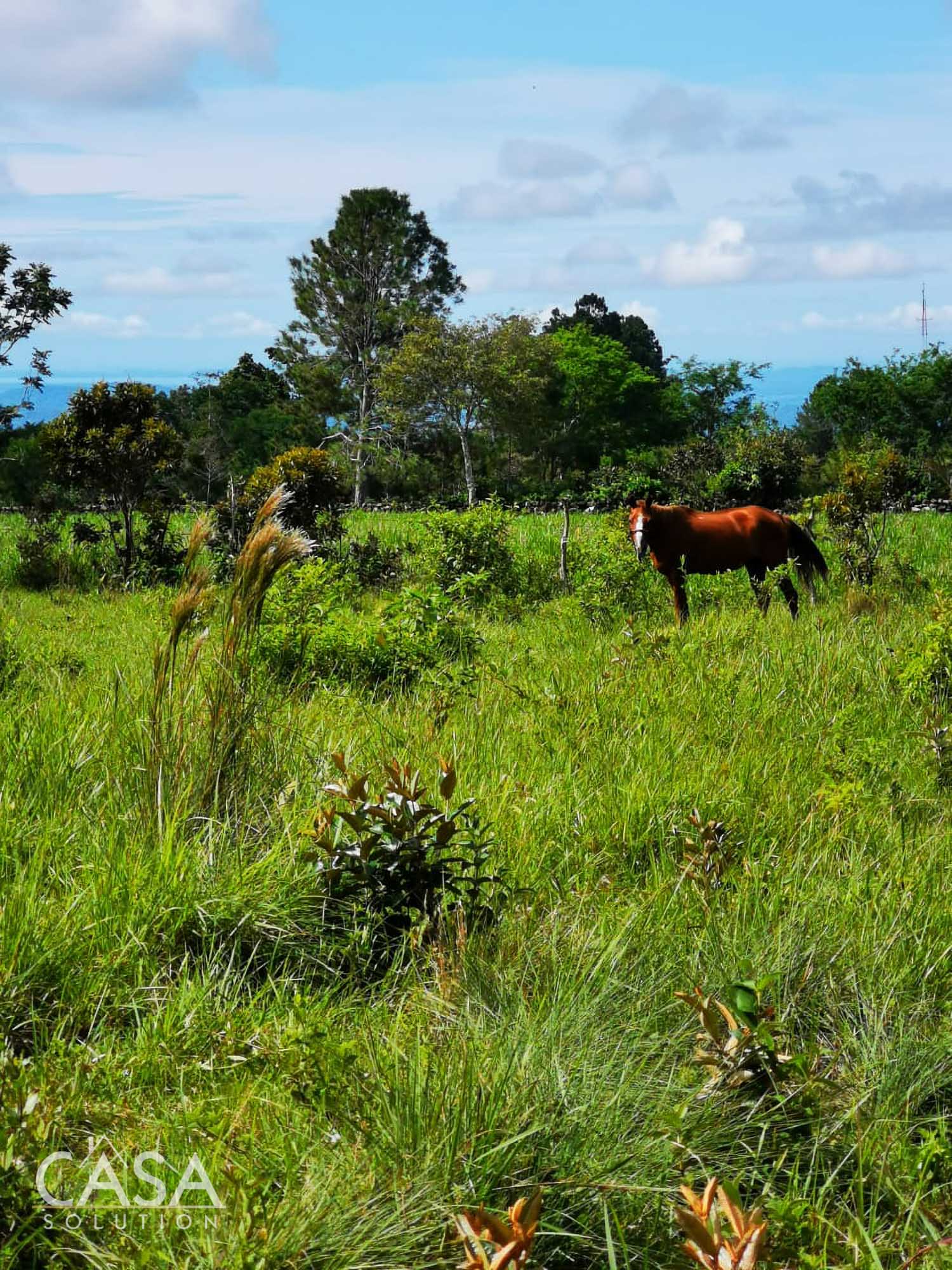 Off Market by Owner - Lovely Flat Lot of 1.6 AC with Seasonal Stream & Mountain Views for Sale in Potrerillos, Dolega, Chiriquí photo 10
