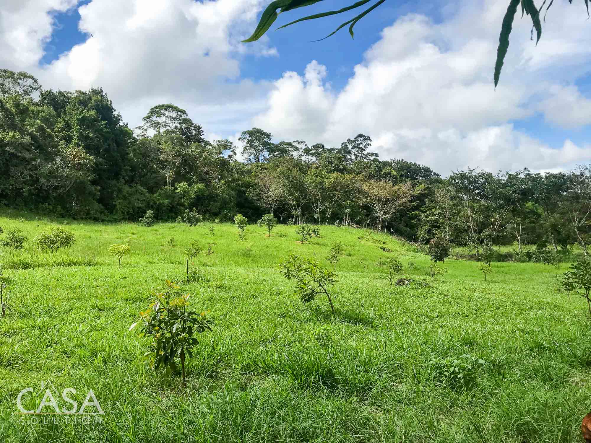 Withdrawn - Country Home, Avocado Farm & Honey Production on 14.8 Acres for Sale in El Mague, Nueva California, Volcán, Chiriqui, Panama photo 2
