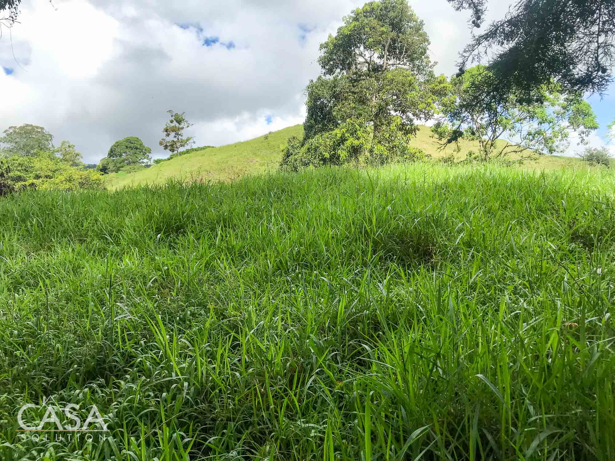 Withdrawn - Country Home, Avocado Farm & Honey Production on 14.8 Acres for Sale in El Mague, Nueva California, Volcán, Chiriqui, Panama photo 6
