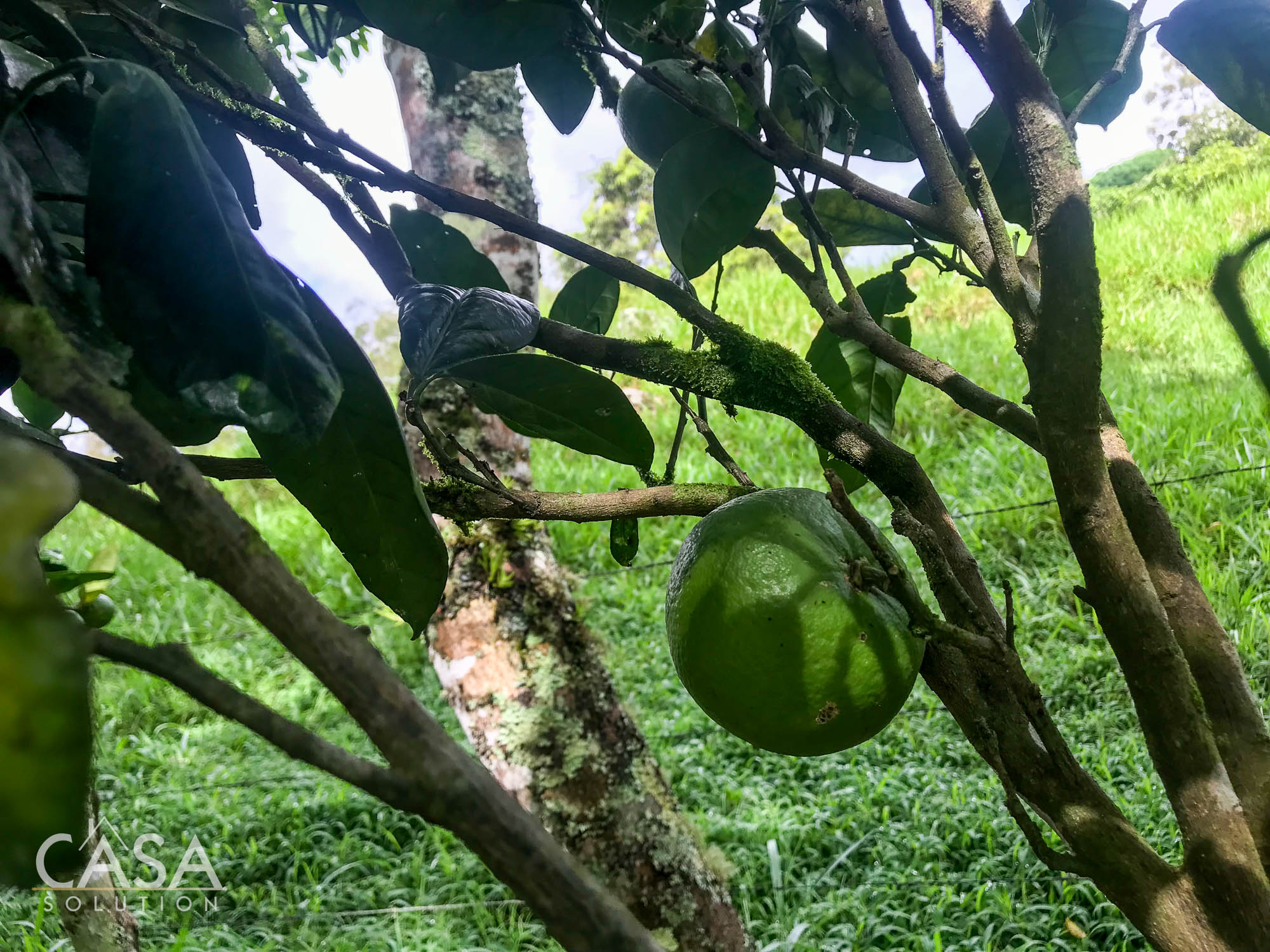 Withdrawn - Country Home, Avocado Farm & Honey Production on 14.8 Acres for Sale in El Mague, Nueva California, Volcán, Chiriqui, Panama photo 8