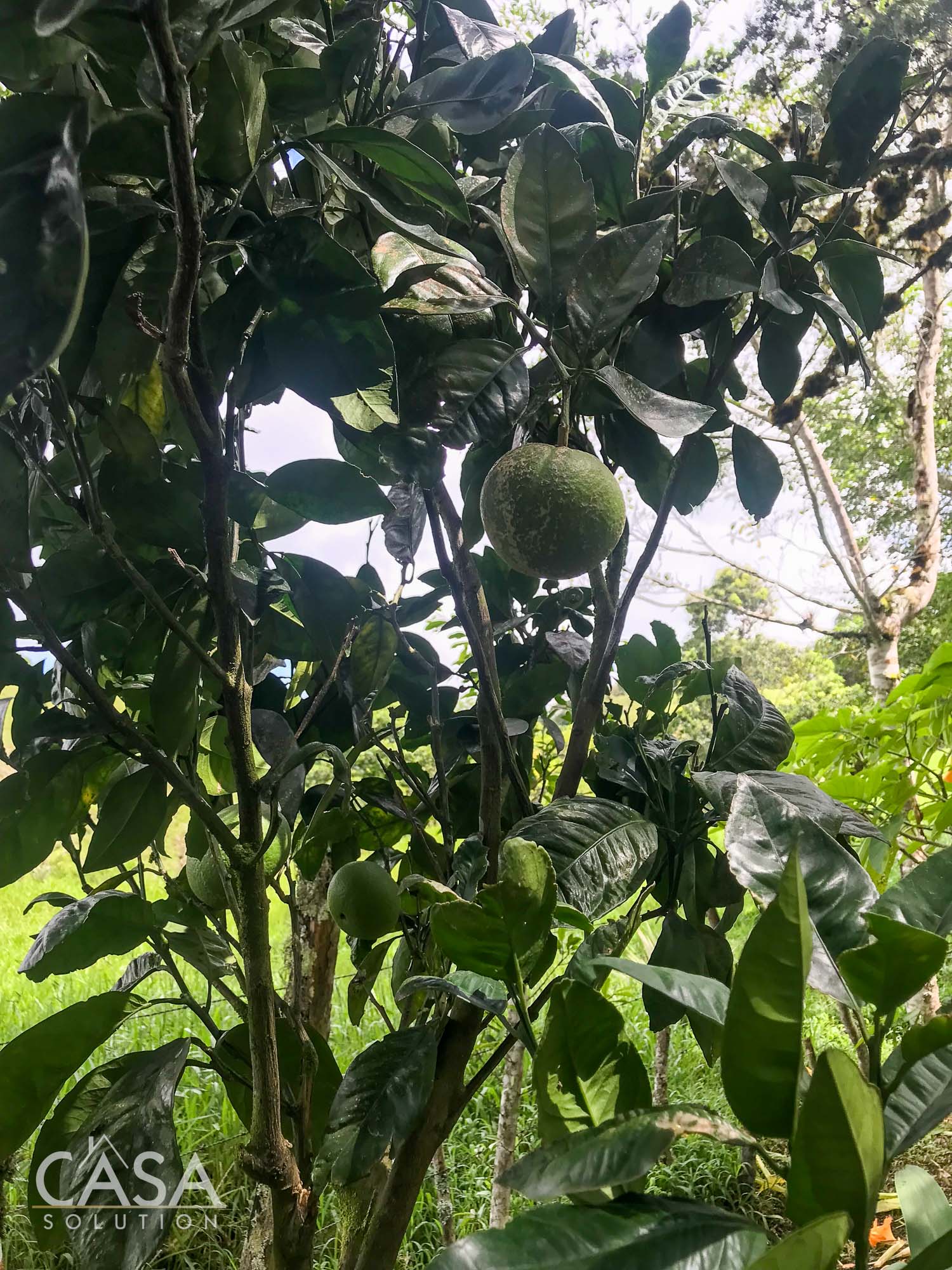 Withdrawn - Country Home, Avocado Farm & Honey Production on 14.8 Acres for Sale in El Mague, Nueva California, Volcán, Chiriqui, Panama photo 9