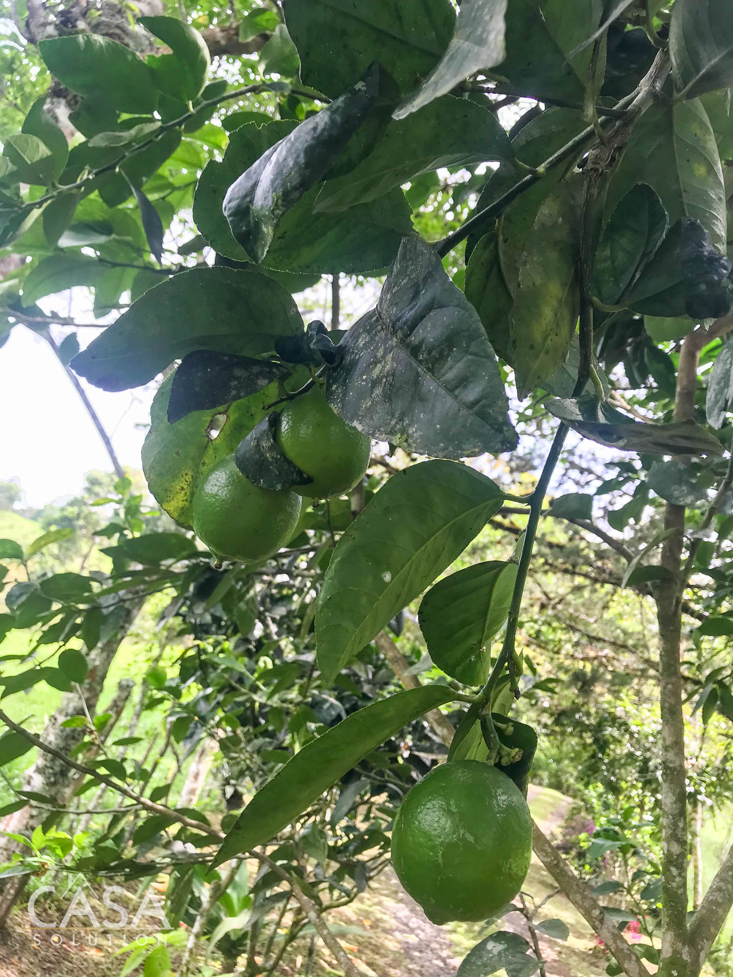 Withdrawn - Country Home, Avocado Farm & Honey Production on 14.8 Acres for Sale in El Mague, Nueva California, Volcán, Chiriqui, Panama photo 10