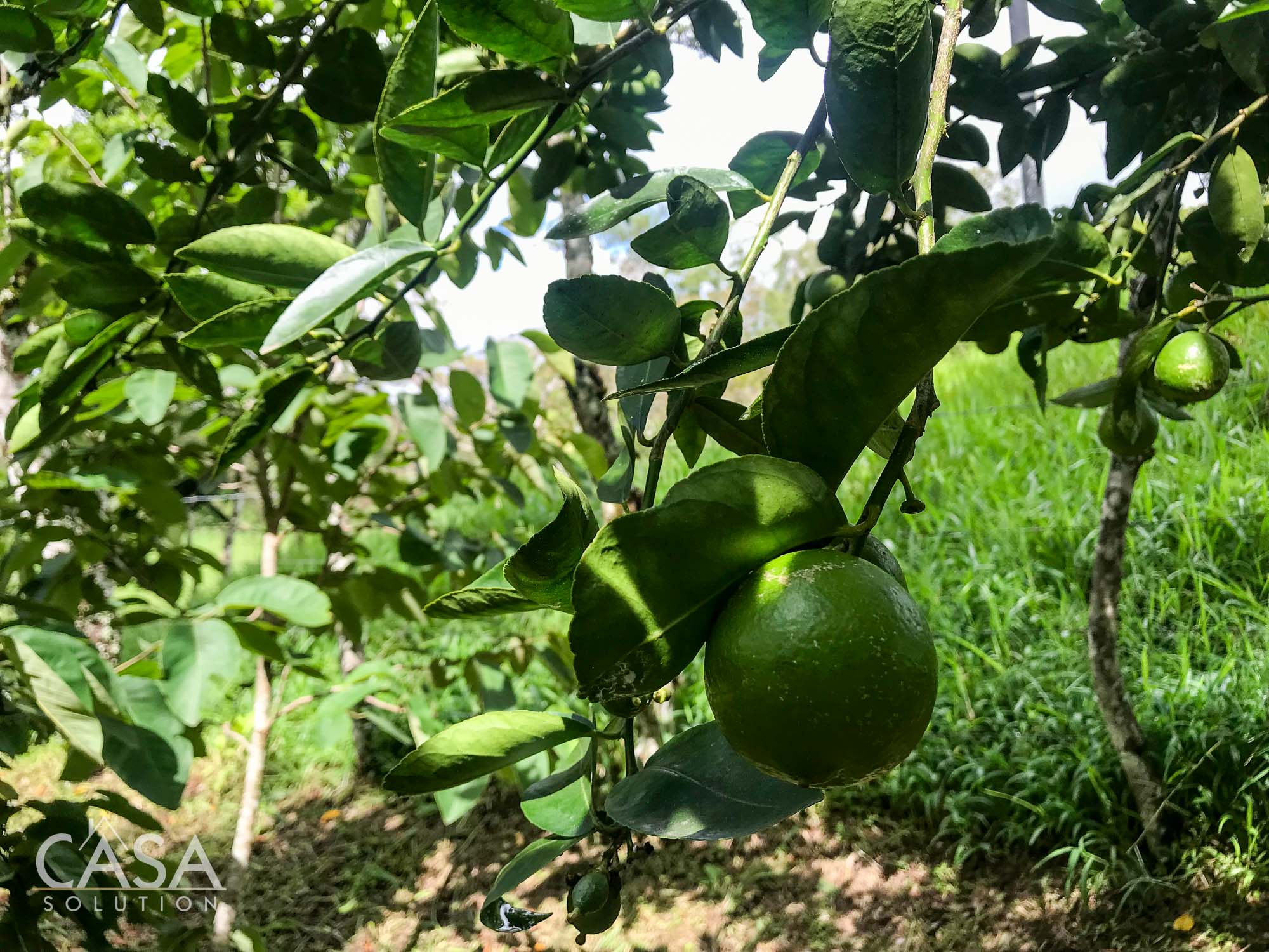 Withdrawn - Country Home, Avocado Farm & Honey Production on 14.8 Acres for Sale in El Mague, Nueva California, Volcán, Chiriqui, Panama photo 11