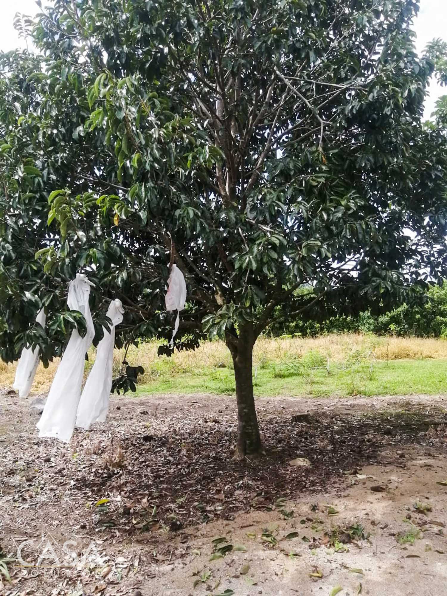 Withdrawn - Spacious Lot & Charming House with Fruit Trees and Chicken Coop for Sale in Boqueron, Chiriqui, Panama photo 3