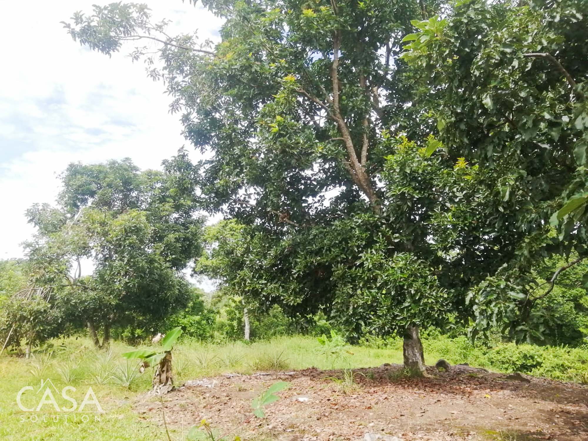 Withdrawn - Spacious Lot & Charming House with Fruit Trees and Chicken Coop for Sale in Boqueron, Chiriqui, Panama photo 8