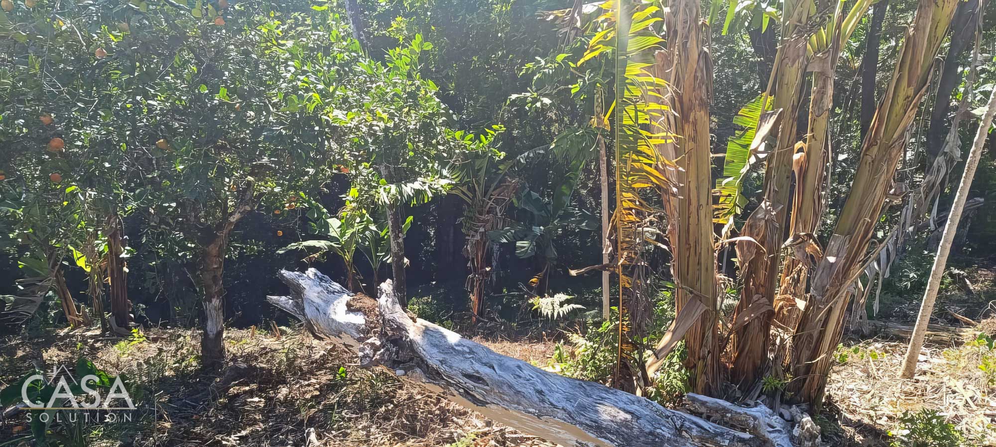 Withdrawn - Fertile 1.8-Acre Terrain Lot for Sale in Palmira Abajo, Boquete, Chiriqui photo 7