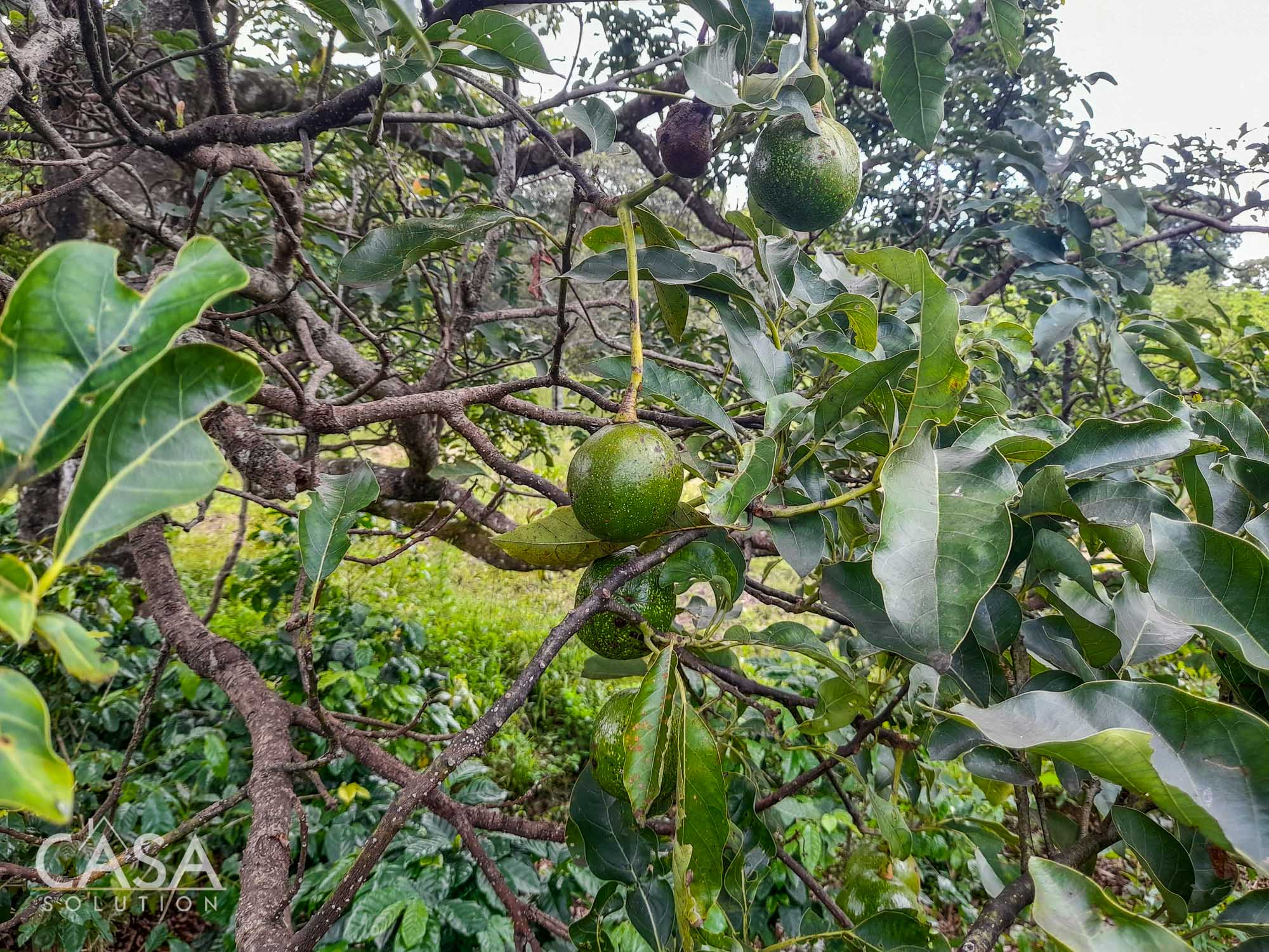 Price Reduction! 2-hectare Lot for Sale in Volcancito, Boquete with coffee plants, and stunning mountain views photo 6