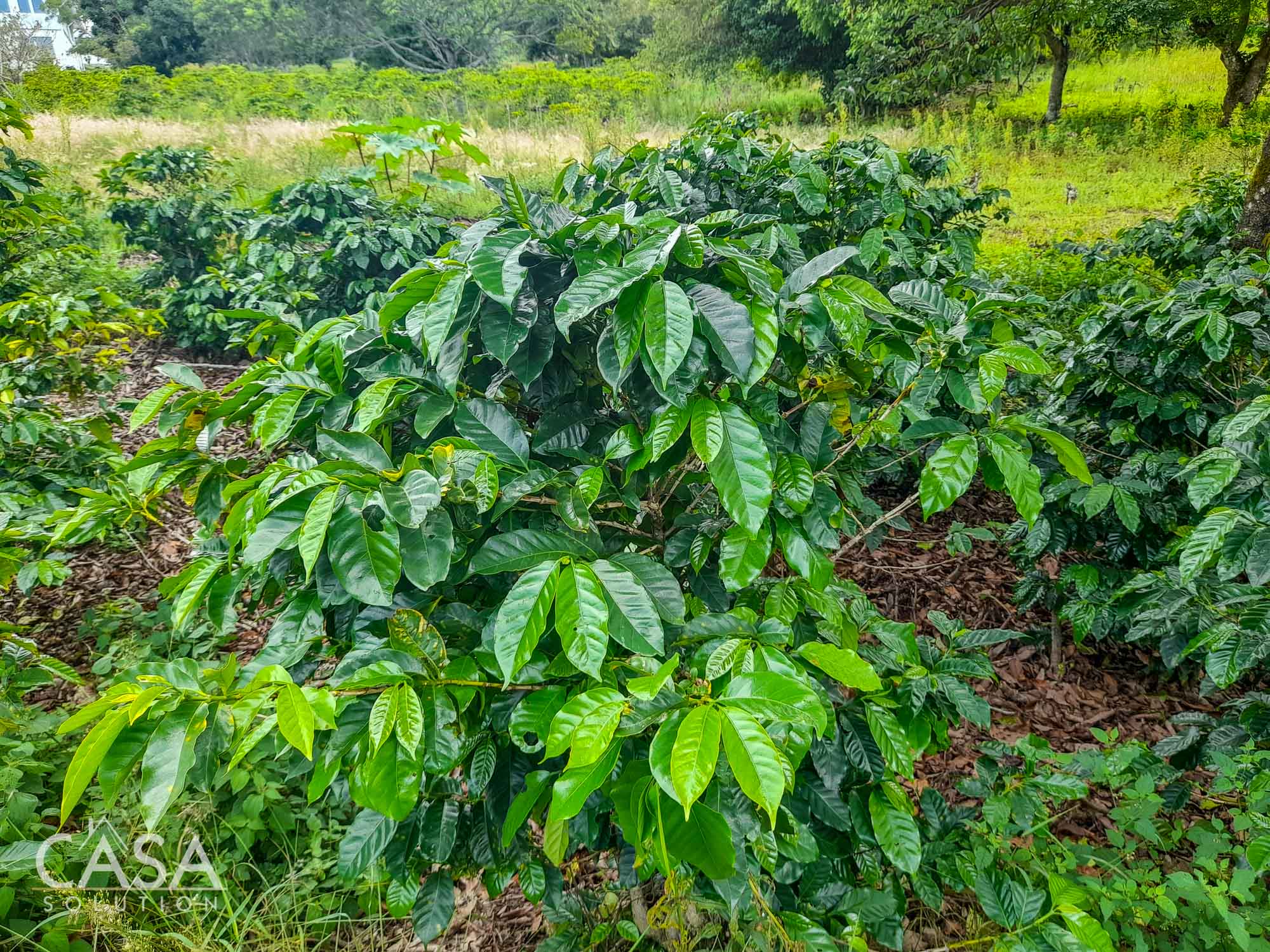 Price Reduction! 2-hectare Lot for Sale in Volcancito, Boquete with coffee plants, and stunning mountain views photo 8