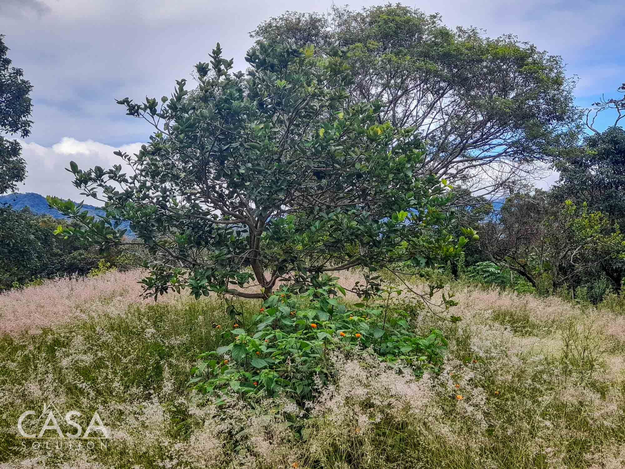 Price Reduction! 2-hectare Lot for Sale in Volcancito, Boquete with coffee plants, and stunning mountain views photo 10