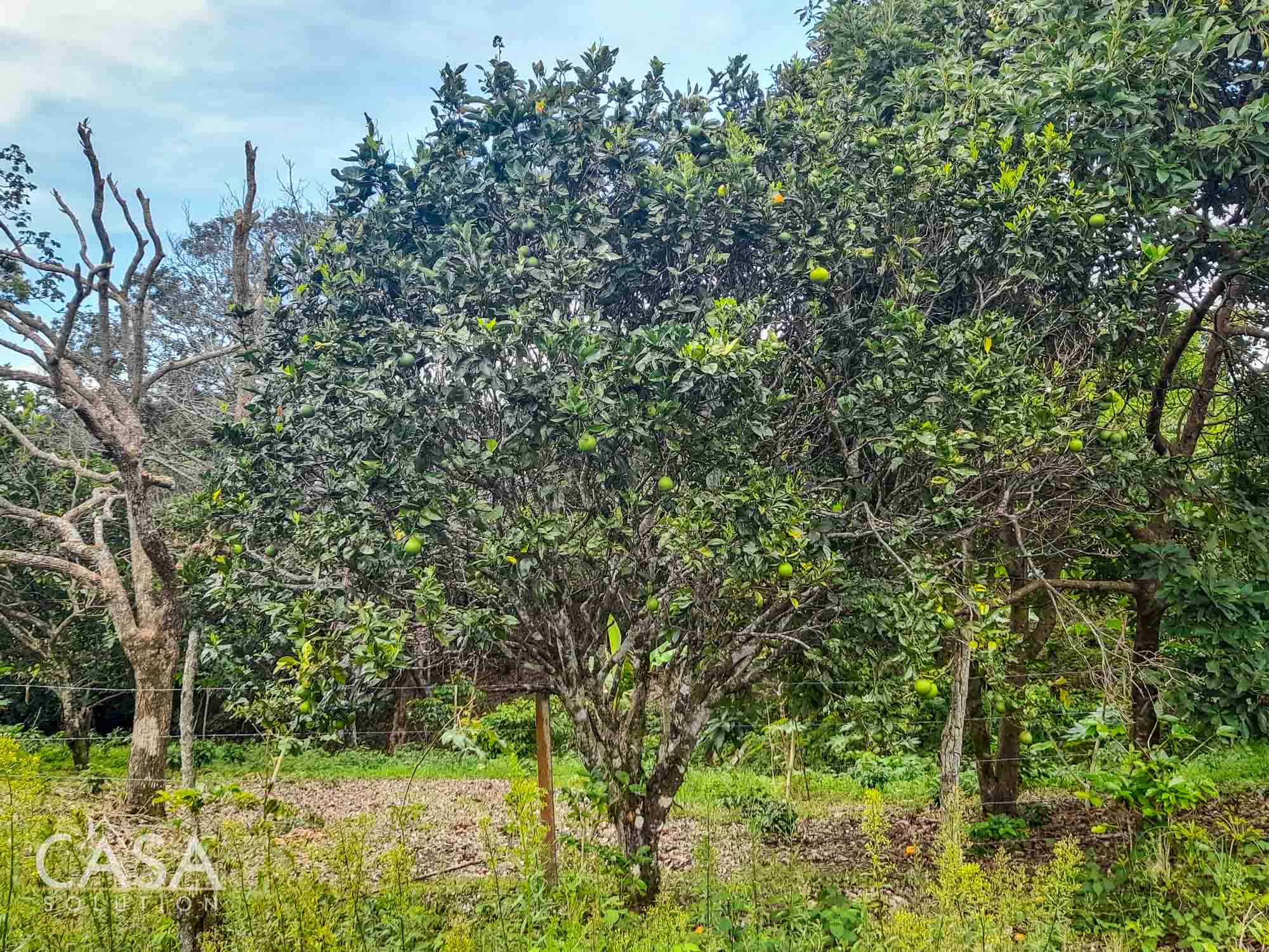 Price Reduction! 2-hectare Lot for Sale in Volcancito, Boquete with coffee plants, and stunning mountain views photo 12