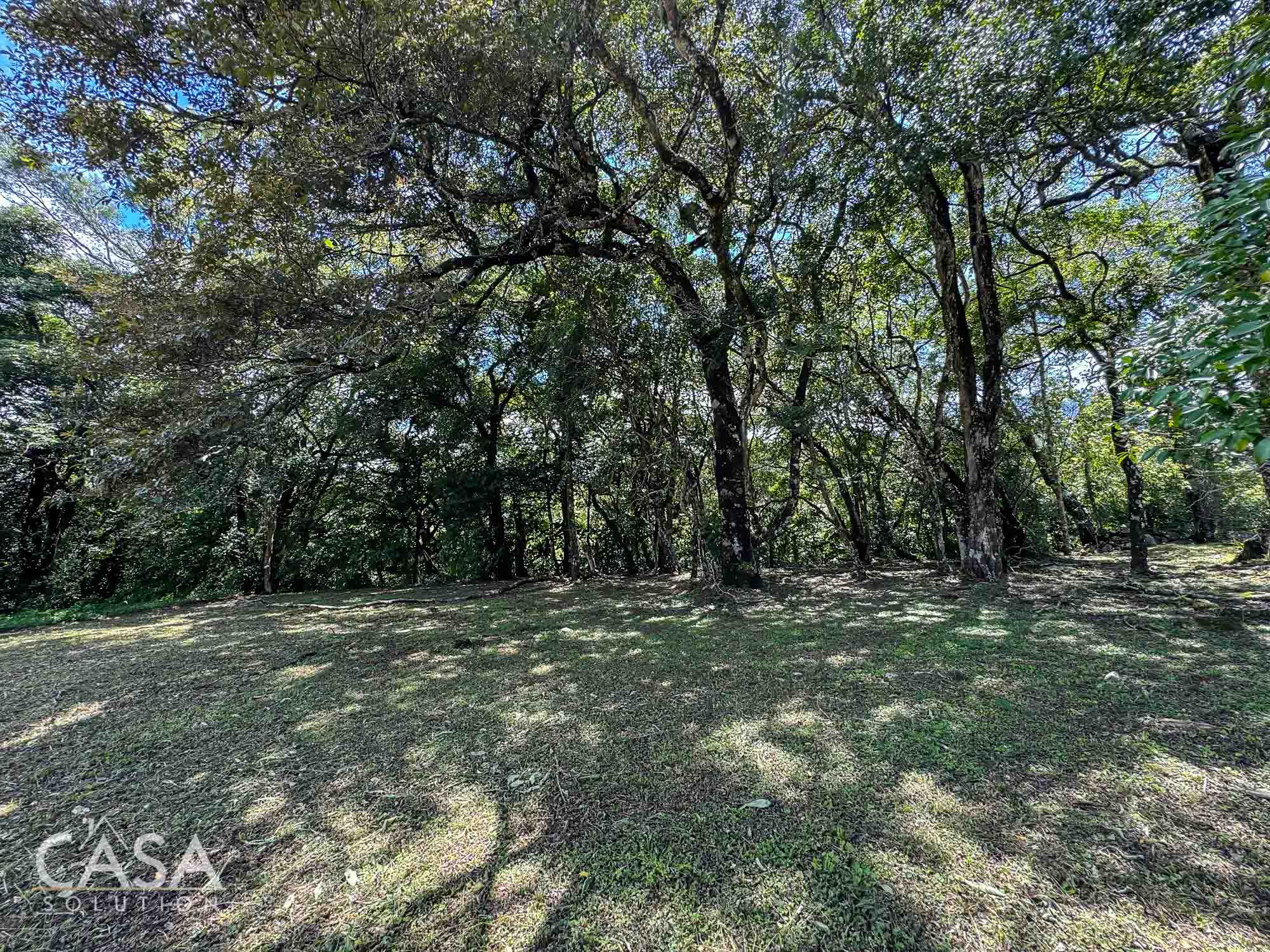 Price Reduction! Lot for sale in Vía Palmira, Boquete. Just 9 mins from downtown, quiet neighborhood, and mature trees. photo 8