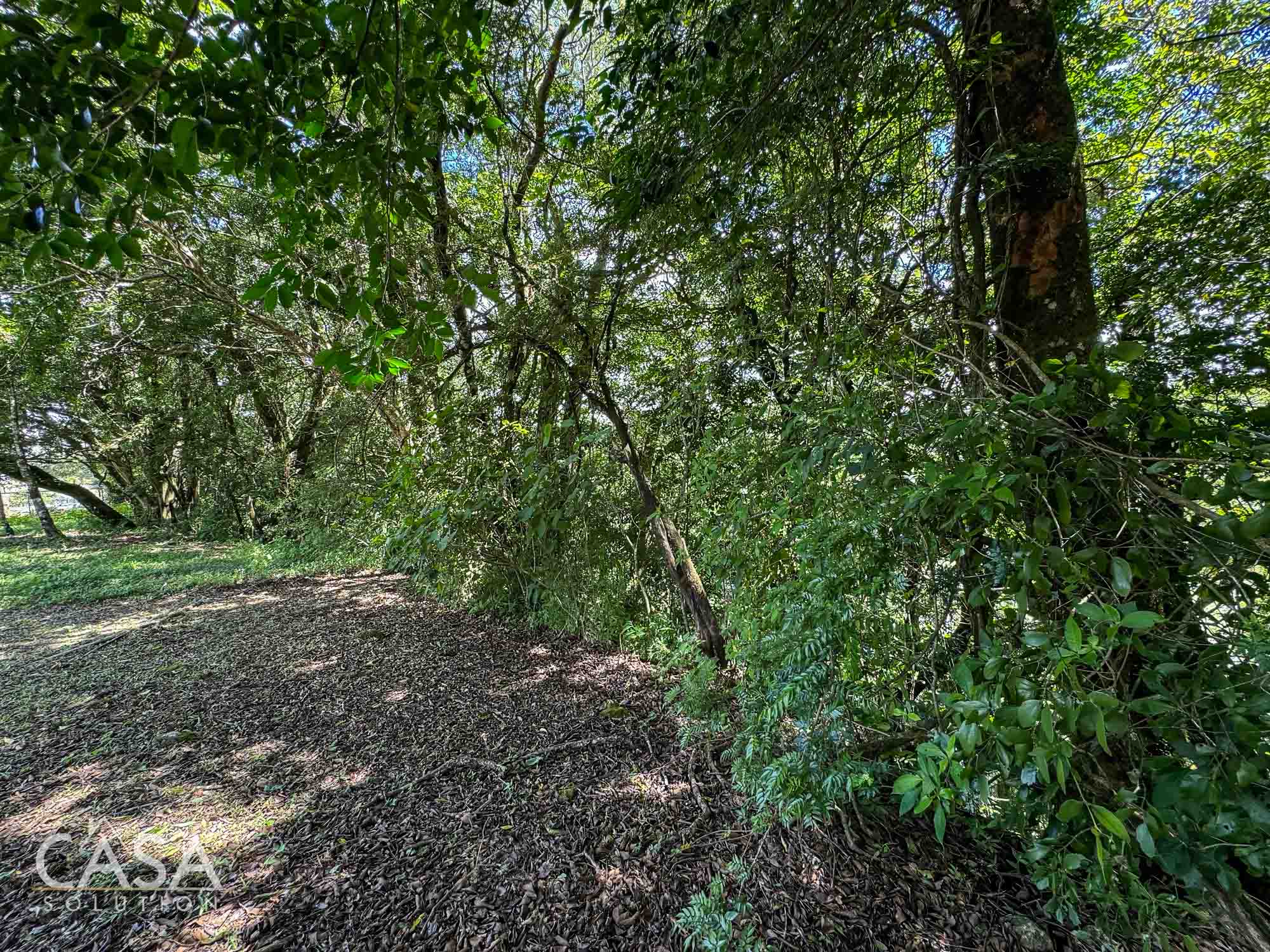 Price Reduction! Lot for sale in Vía Palmira, Boquete. Just 9 mins from downtown, quiet neighborhood, and mature trees. photo 7