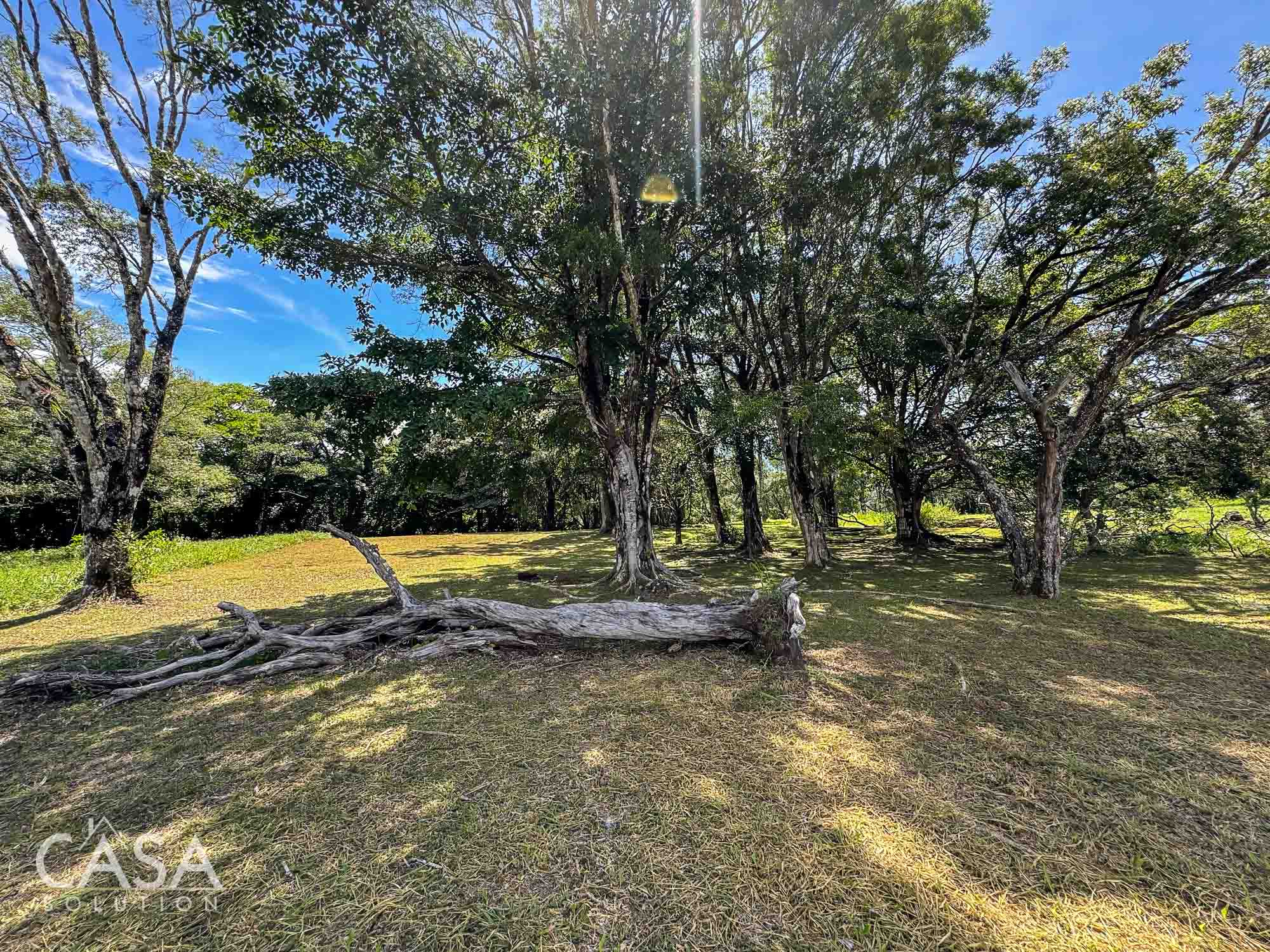 Price Reduction! Lot for sale in Vía Palmira, Boquete. Just 9 mins from downtown, quiet neighborhood, and mature trees. photo 5