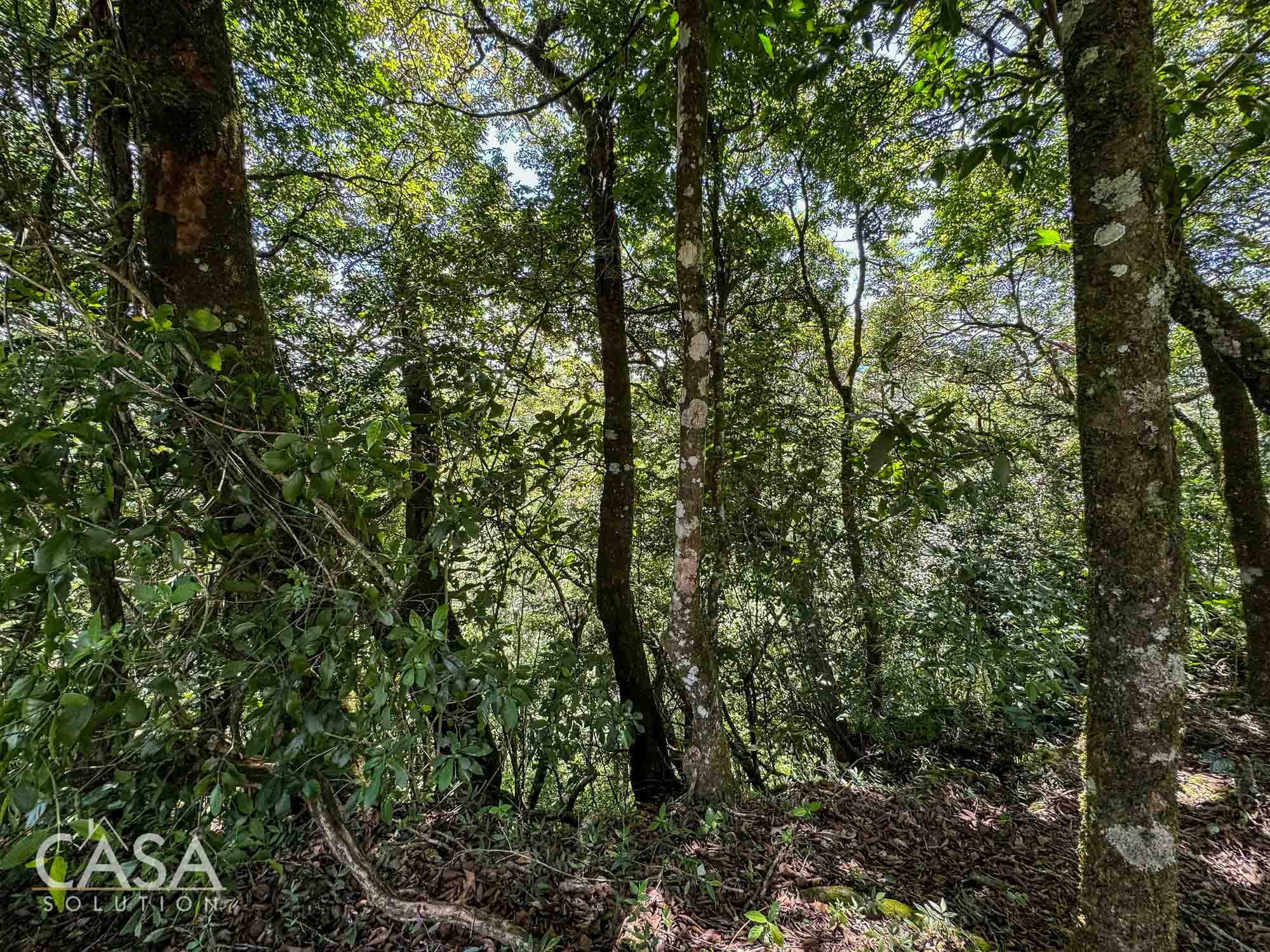 Price Reduction! Lot for sale in Vía Palmira, Boquete. Just 9 mins from downtown, quiet neighborhood, and mature trees. photo 11