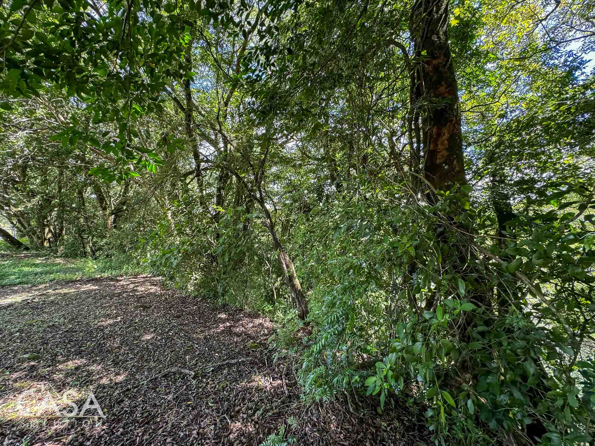 Price Reduction! Lot for sale in Vía Palmira, Boquete. Just 9 mins from downtown, quiet neighborhood, and mature trees. photo 12