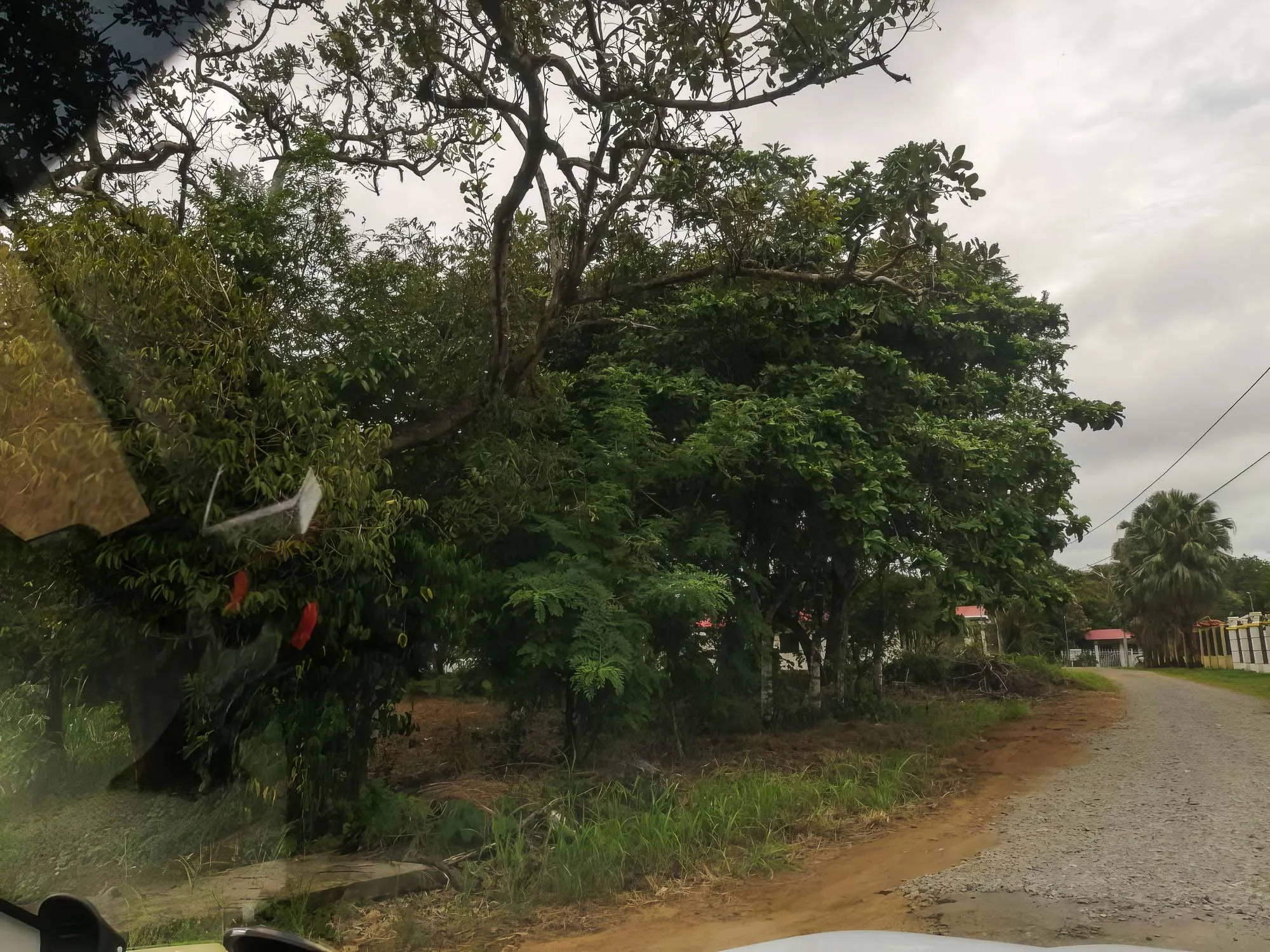 Price Reduction! Flat lot for sale in Los Algarrobos, Dolega. Close to David! photo 6