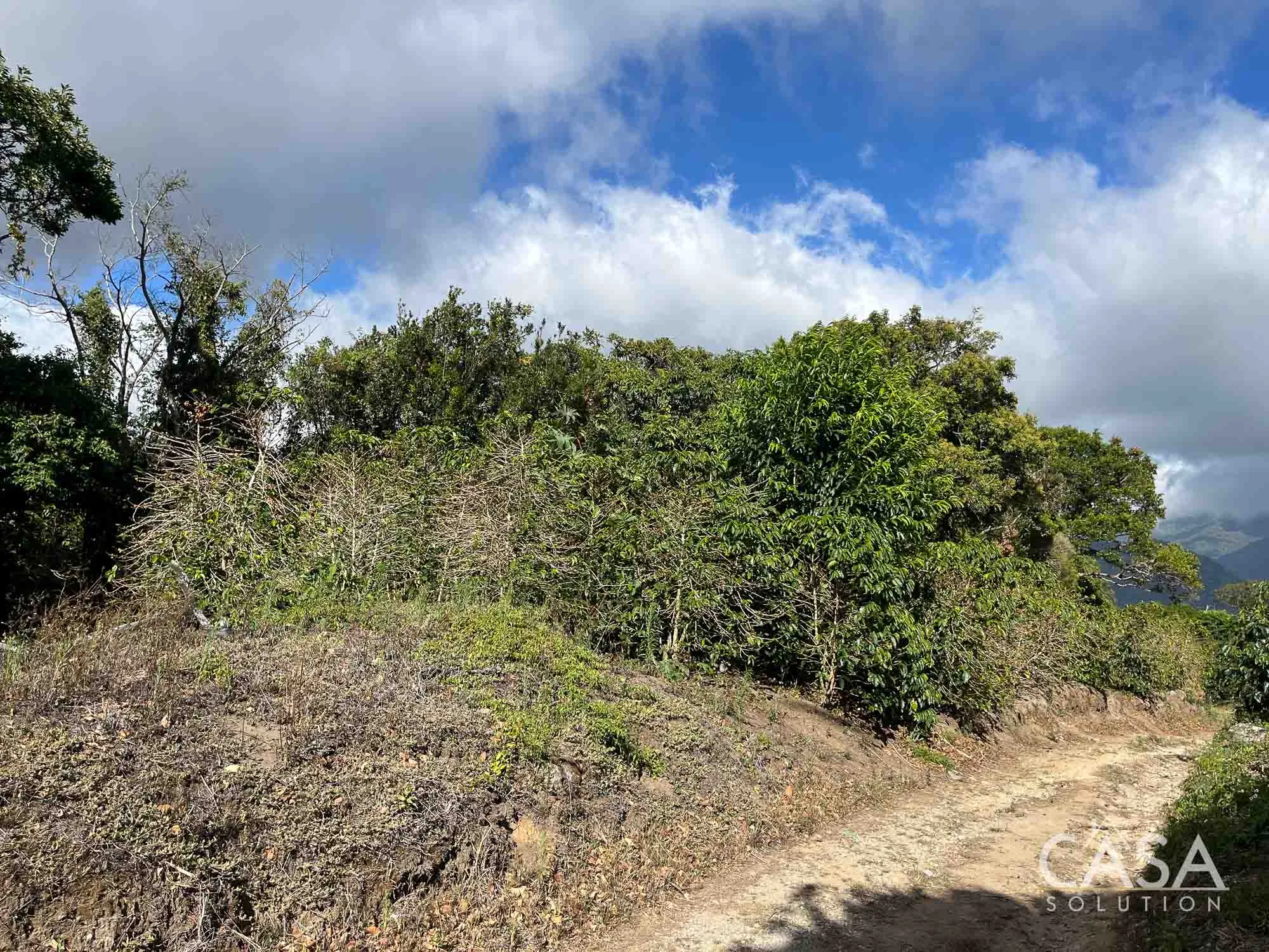 Sold By Casa Solution!! Coffee plantation for sale in Alto Quiel, Bajo Boquete. 7 hectares, 8,258.07 sqm with mountain views and a flat area for building. Ideal for coffee cultivation. photo 10